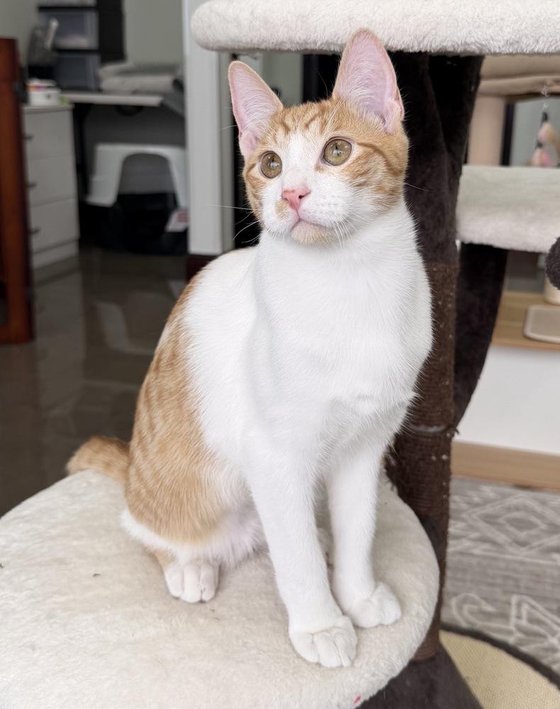 Enlarge Waffles, a Adoptable mixed breed in Fort Lauderdale, FL image 3/4