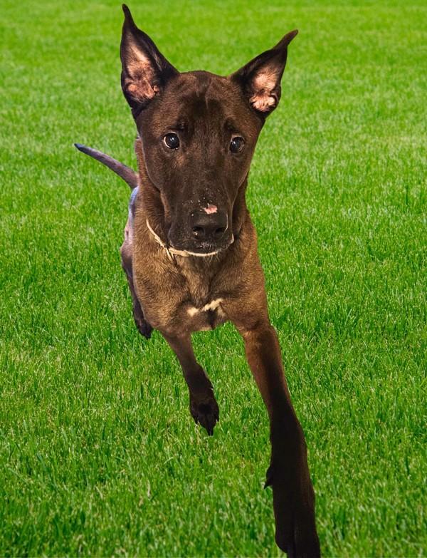 Jingle, Adoptable, Senior Male Great Dane.