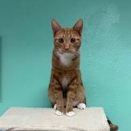 Mufasa- with Manny, Adoptable, Adult Male Domestic Short Hair.