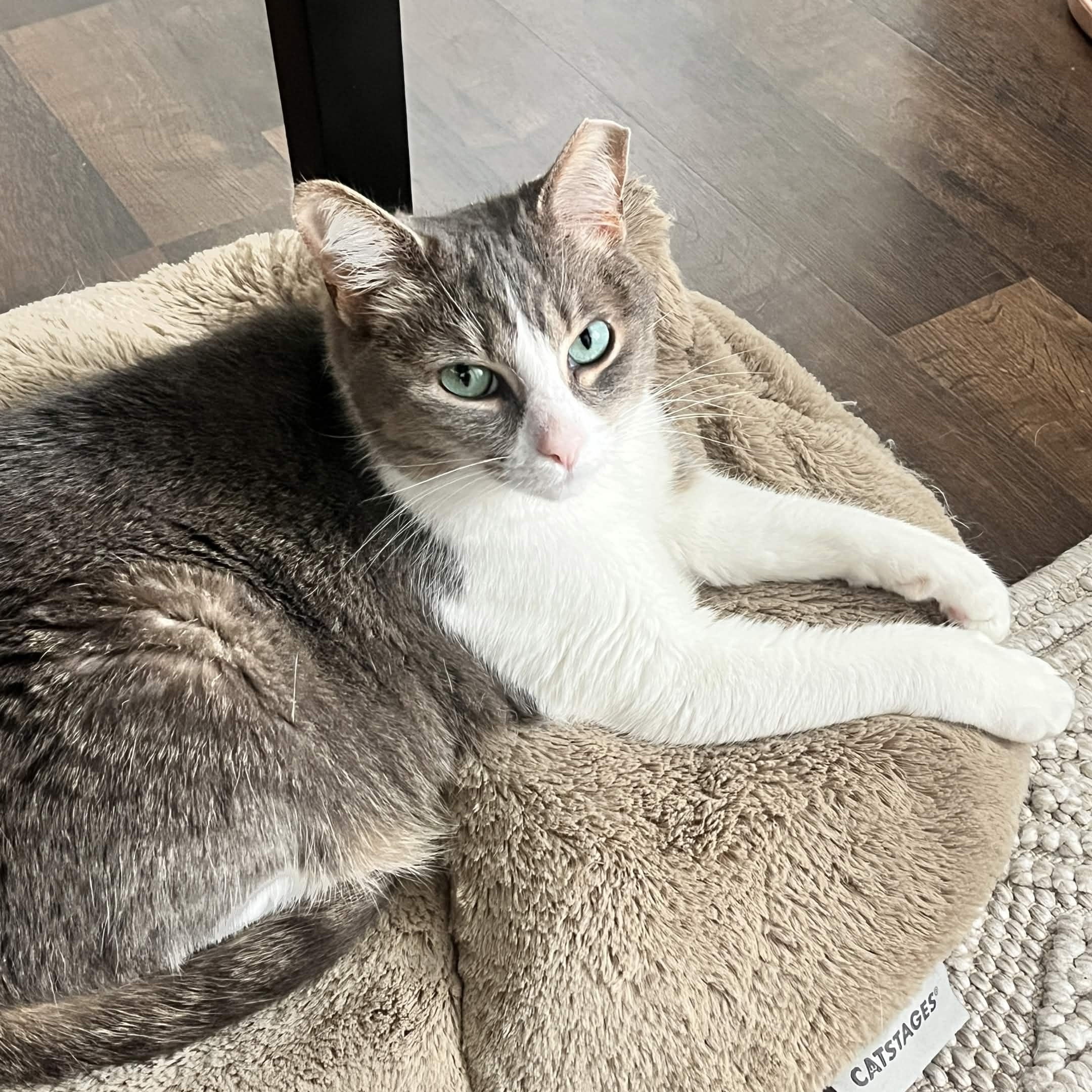 Mixi, a Adoptable Domestic Short Hair in Weehawken, NJ image 1/6