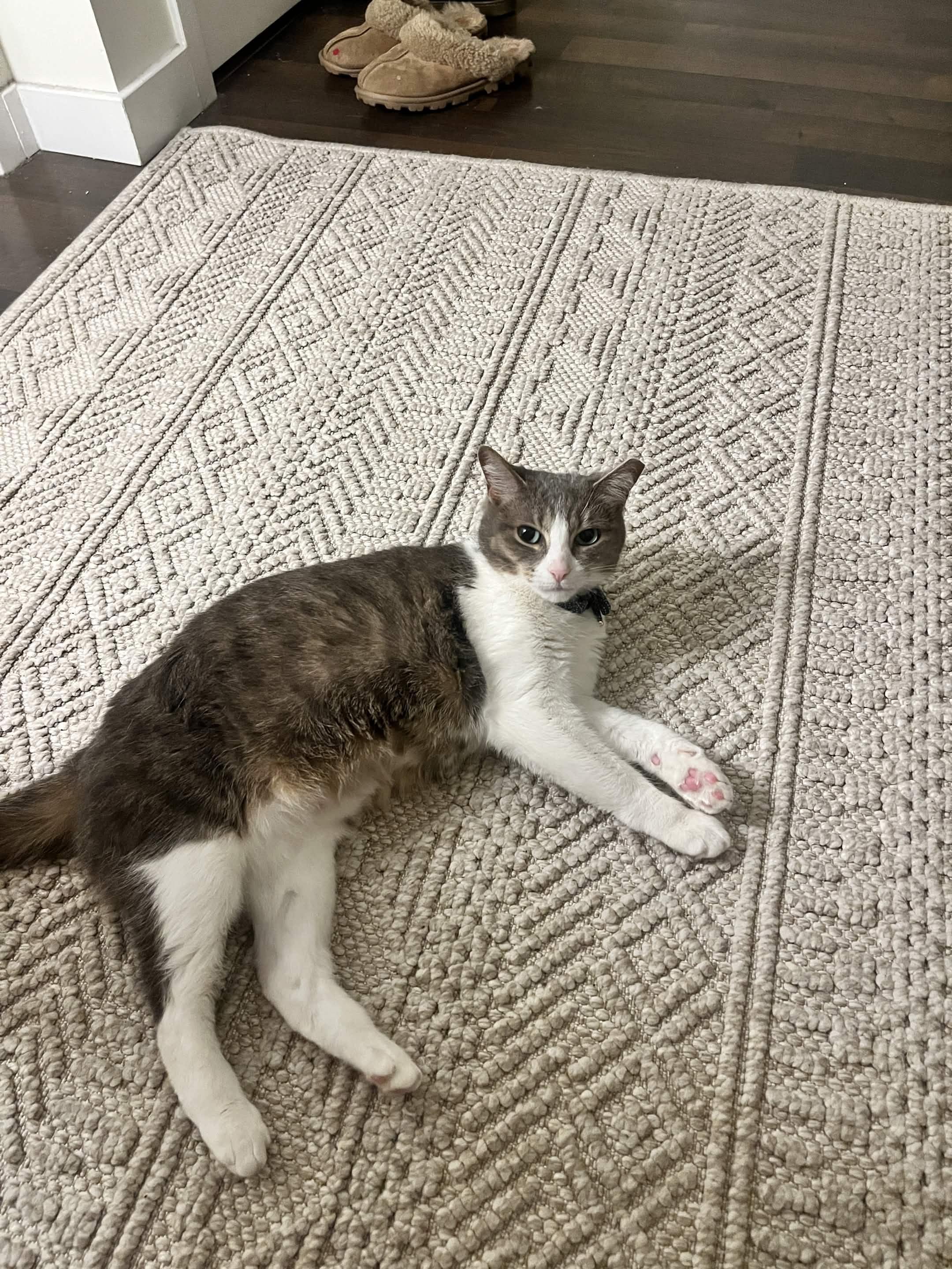 Mixi, a Adoptable Domestic Short Hair in Weehawken, NJ image 5/6