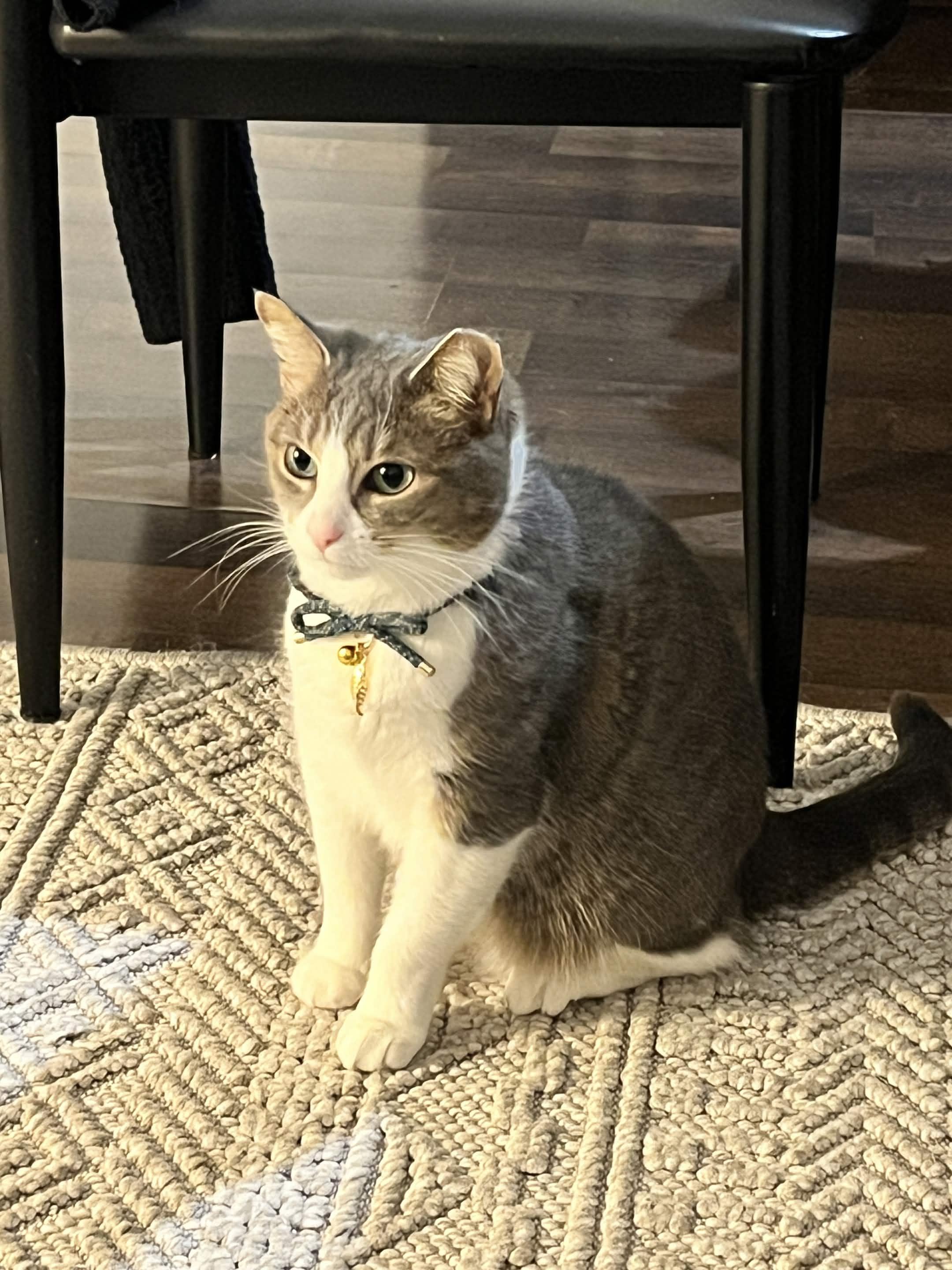 Mixi, a Adoptable Domestic Short Hair in Weehawken, NJ image 4/6