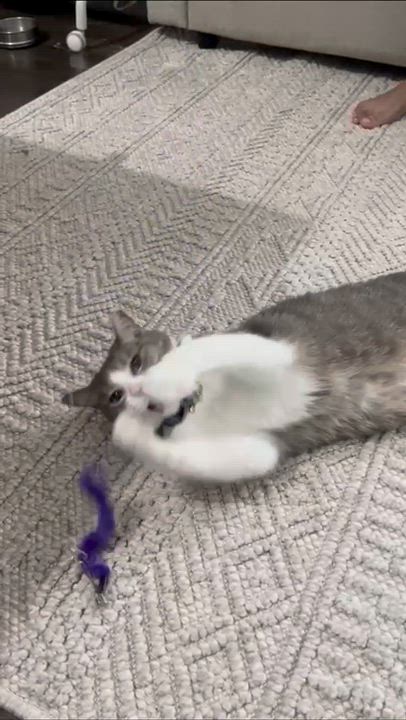 Enlarge Mixi, a Adoptable Domestic Short Hair in Weehawken, NJ video 3/6