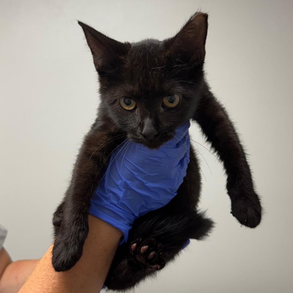 Enlarge Cranberry, a Adoptable Domestic Short Hair in Concord, NC image 1/2