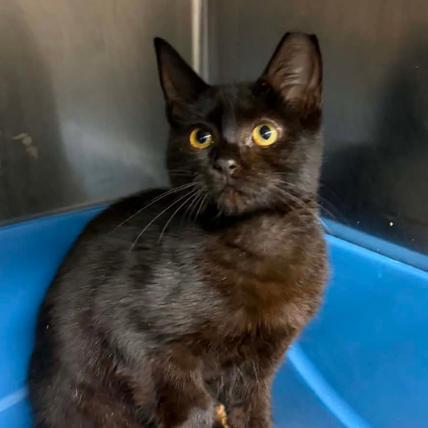 Enlarge Cranberry, a Adoptable Domestic Short Hair in Concord, NC image 2/2