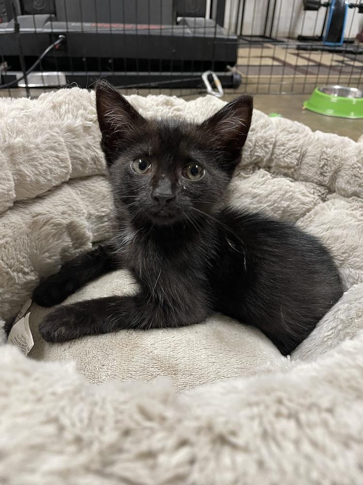 Emerie, Adoptable, Kitten Female Domestic Short Hair.