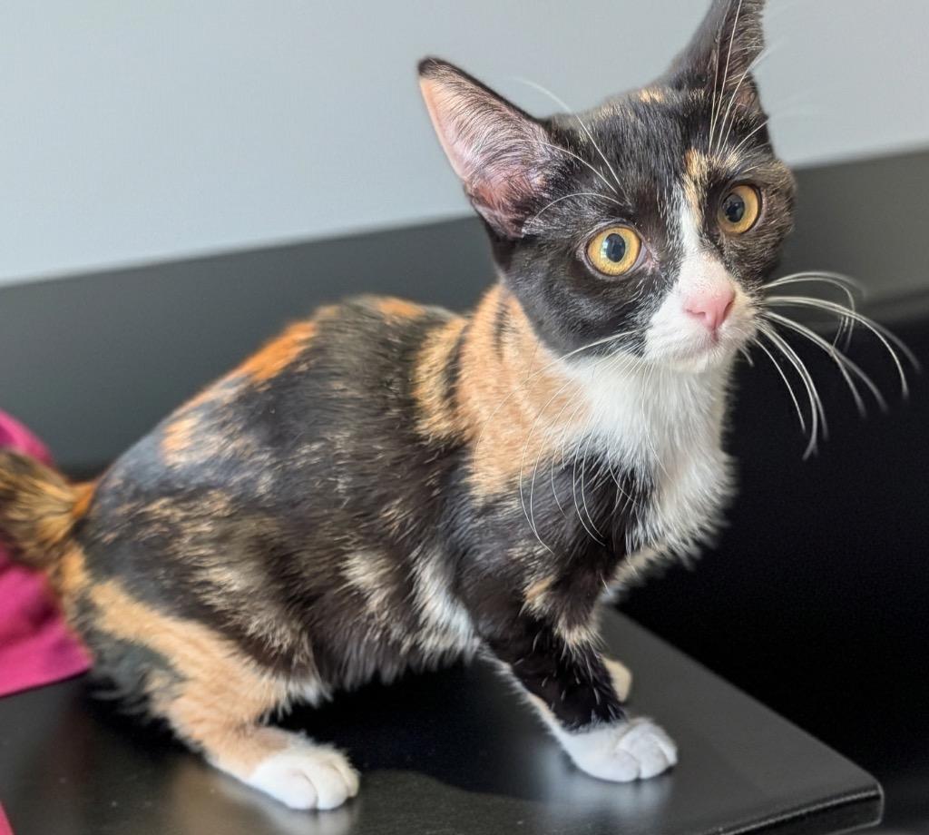 Monet, Adopted, Kitten Female Domestic Short Hair.