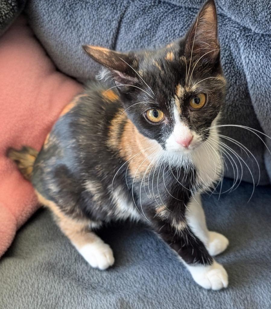 Monet, a Adopted mixed breed in Fort Myers, FL image 2/2