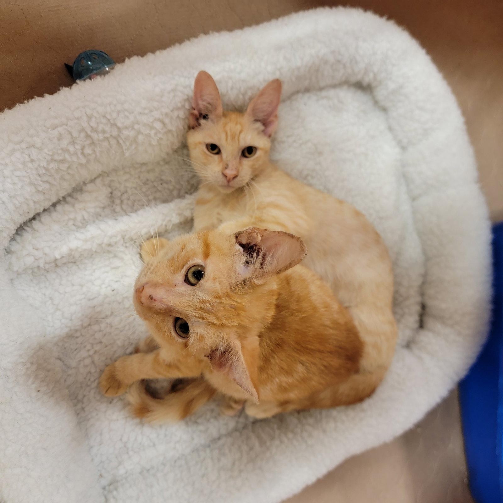 Spanky, Adoptable, Young Male Domestic Short Hair.