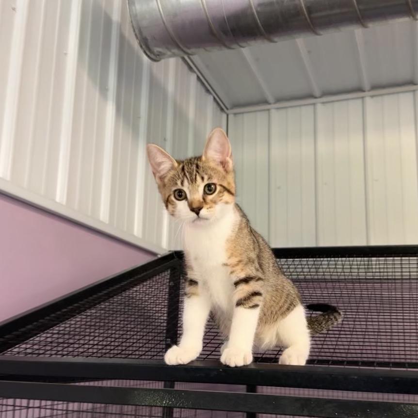 Gary Zig, Adoptable, Kitten Male Domestic Short Hair.