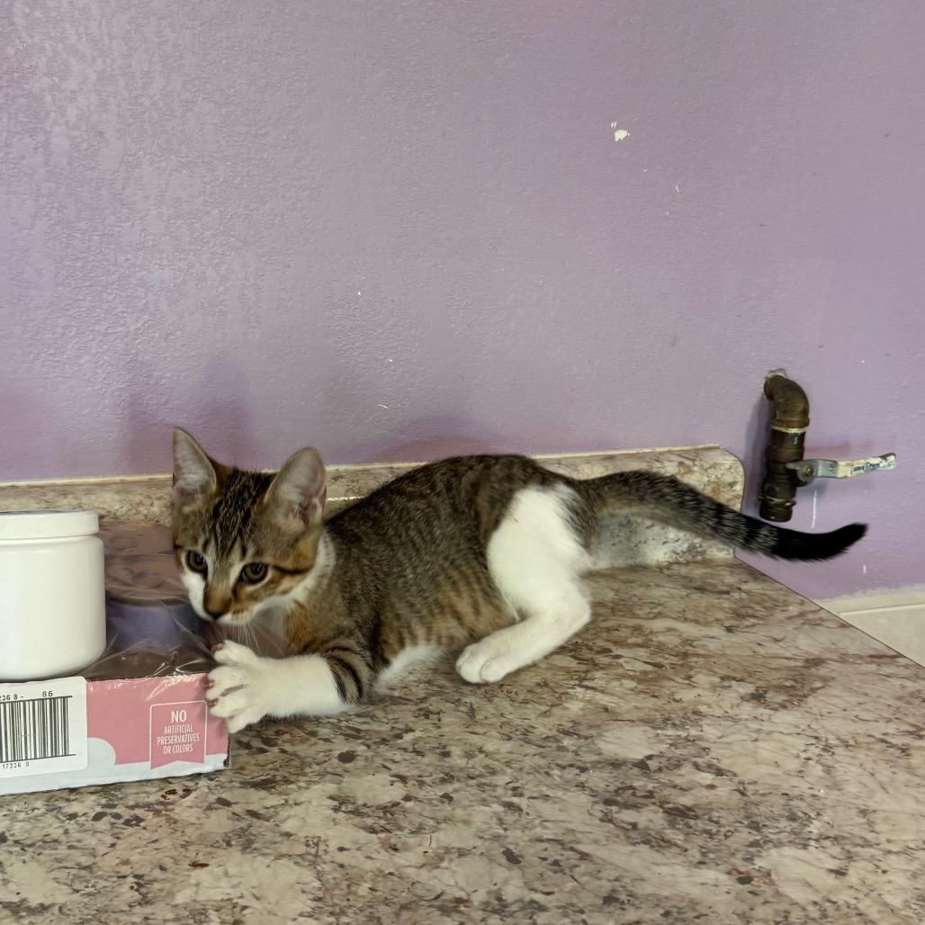 Enlarge Gary Zig, a Adoptable Domestic Short Hair in Mondovi, WI image 2/6