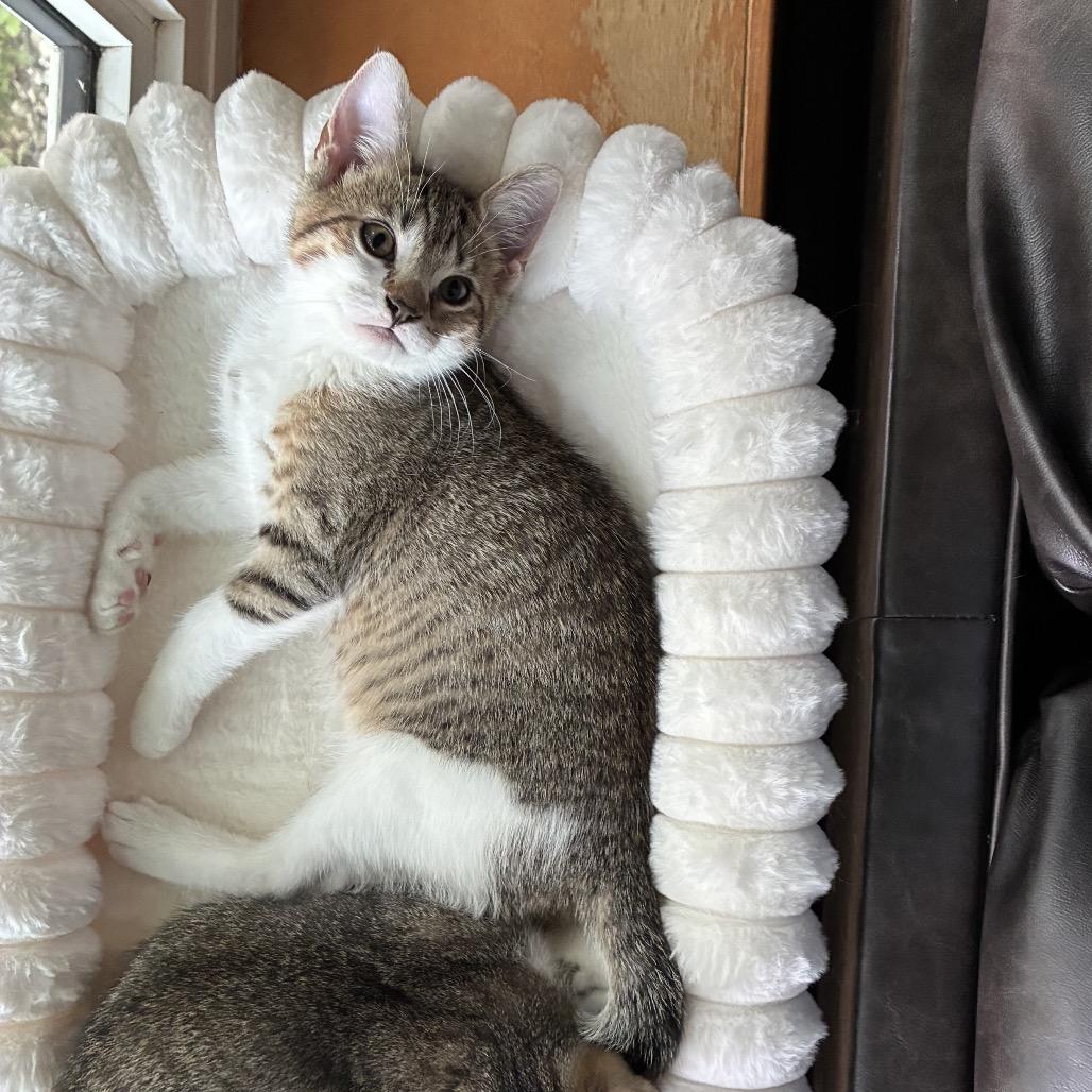 Enlarge Gary Zig, a Adoptable Domestic Short Hair in Mondovi, WI image 3/6