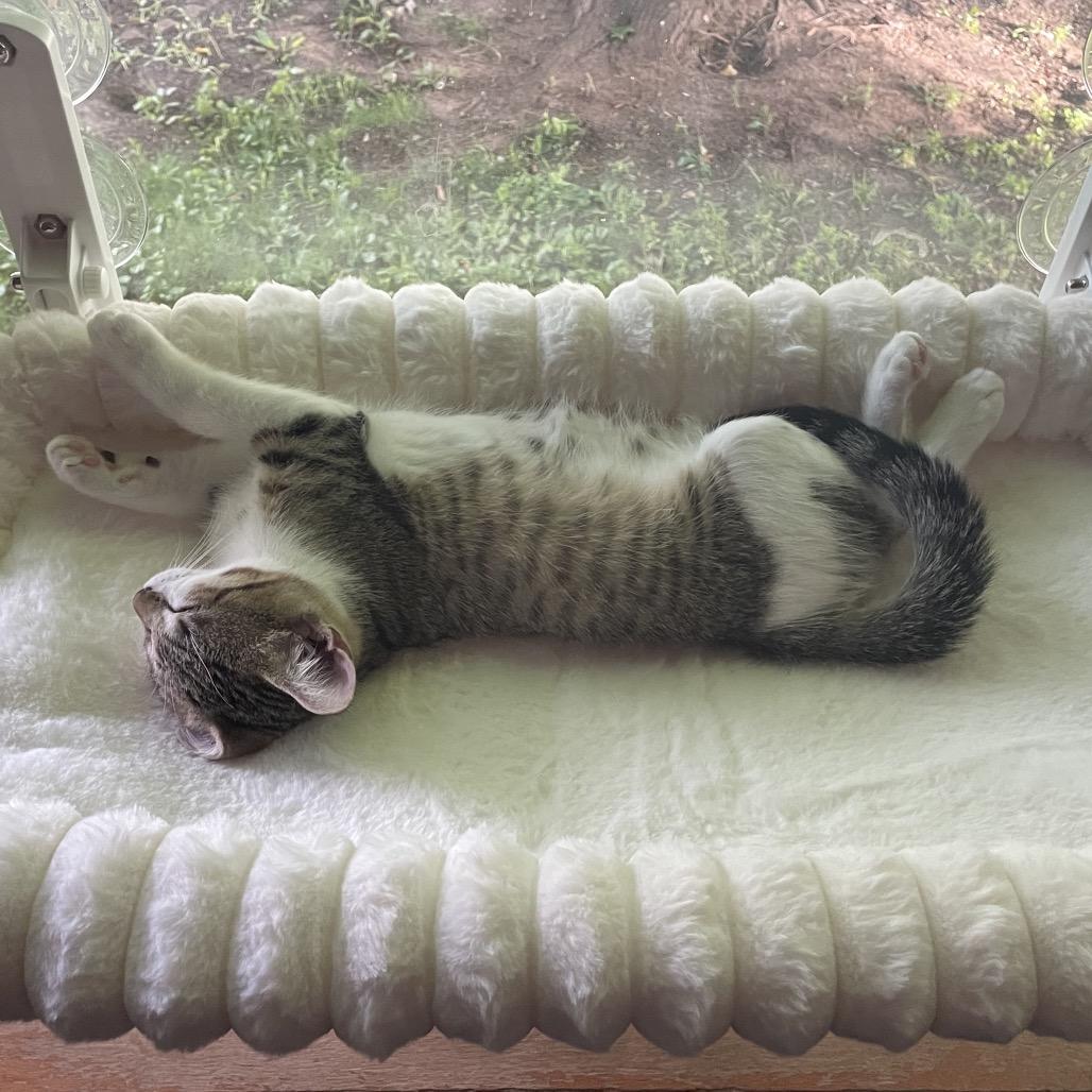 Enlarge Gary Zig, a Adoptable Domestic Short Hair in Mondovi, WI image 4/6