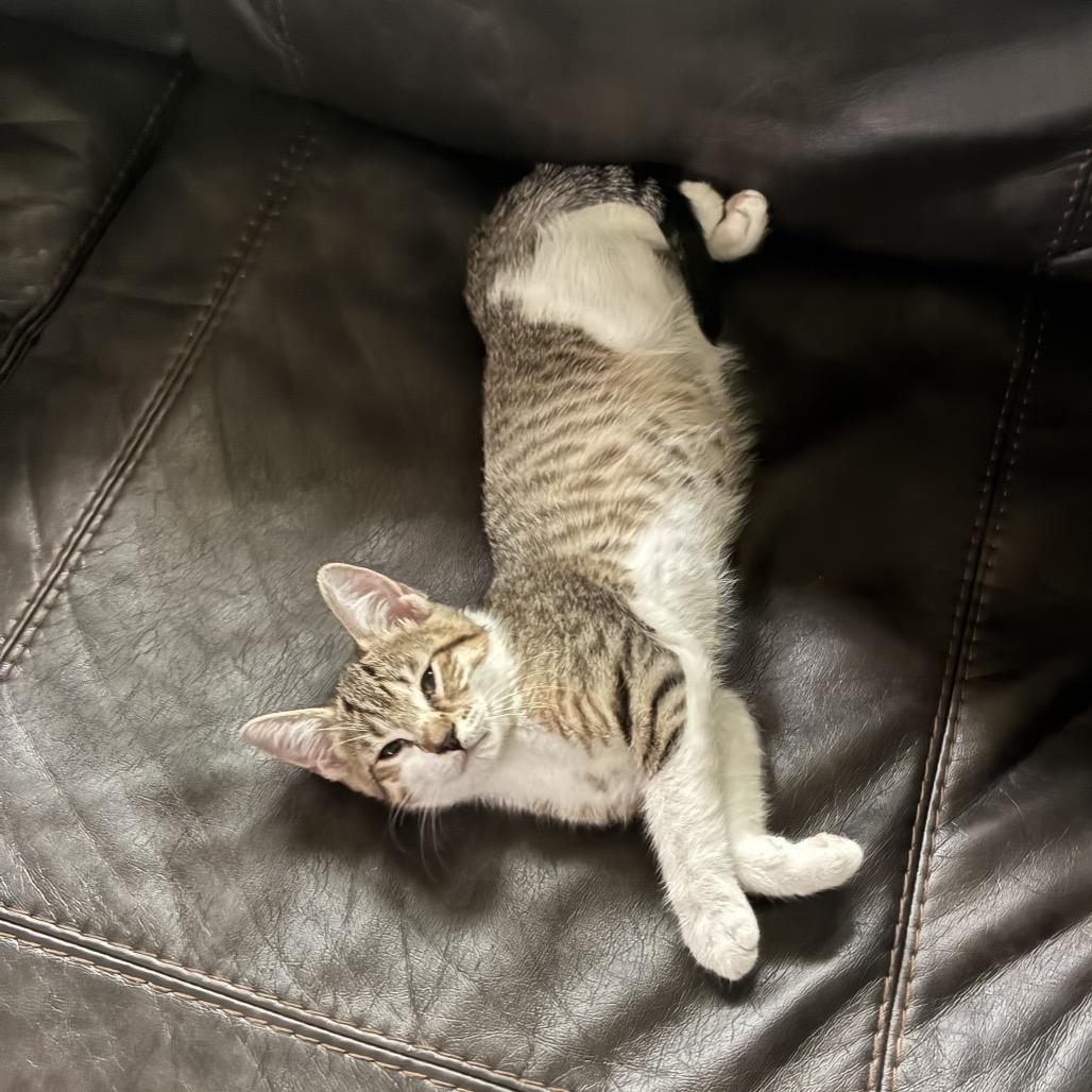Enlarge Gary Zig, a Adoptable Domestic Short Hair in Mondovi, WI image 5/6