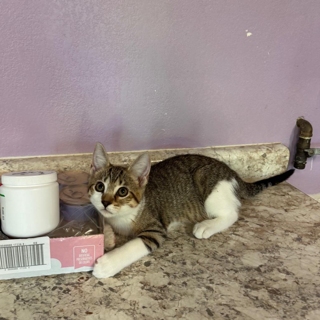 Enlarge Gary Zig, a Adoptable Domestic Short Hair in Mondovi, WI image 6/6