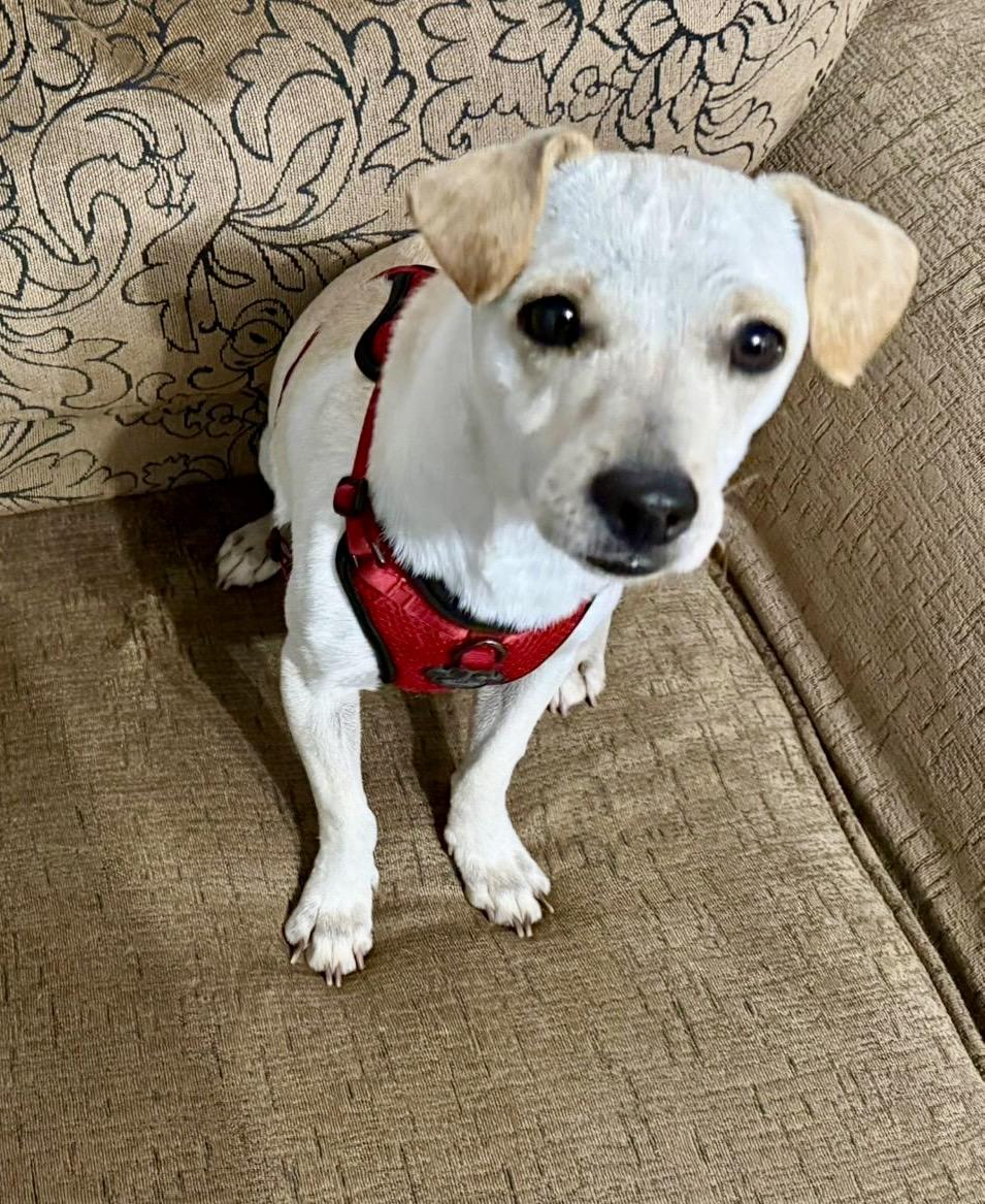 Juan, ADOPTABLE, Adult Male Chihuahua.