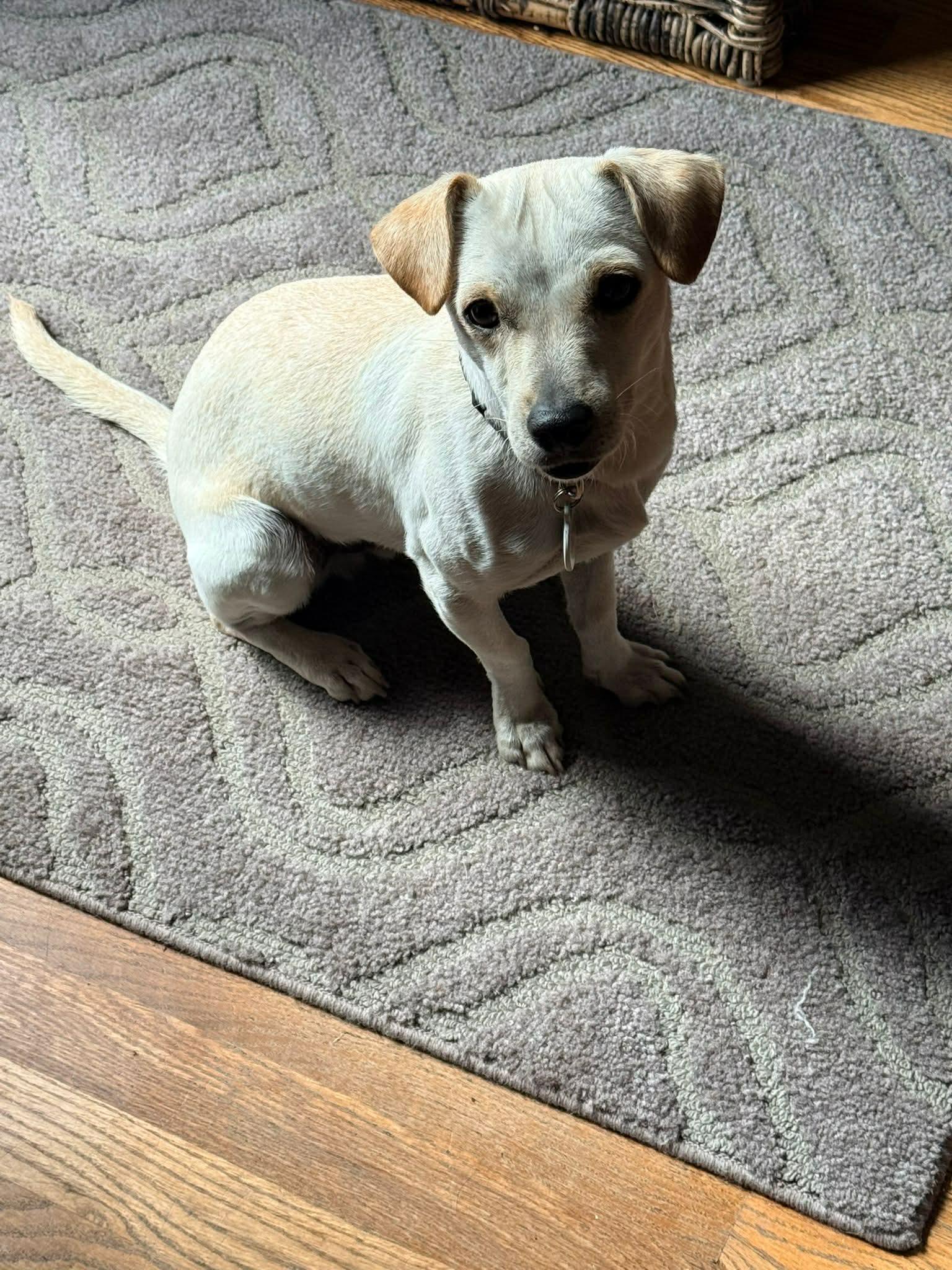 Enlarge Juan, a ADOPTABLE mixed breed in Dunmore, AB image 3/4
