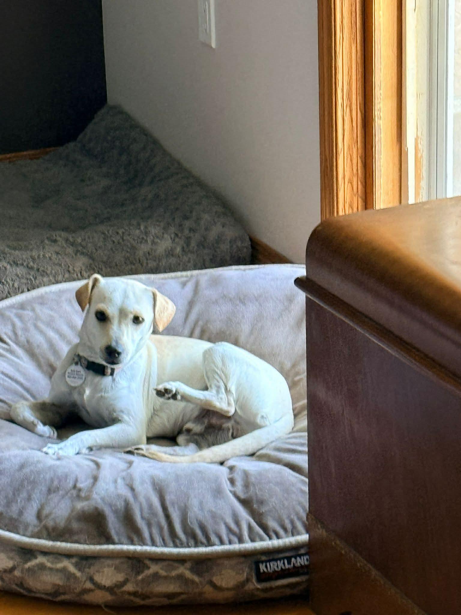 Enlarge Juan, a ADOPTABLE mixed breed in Dunmore, AB image 2/4