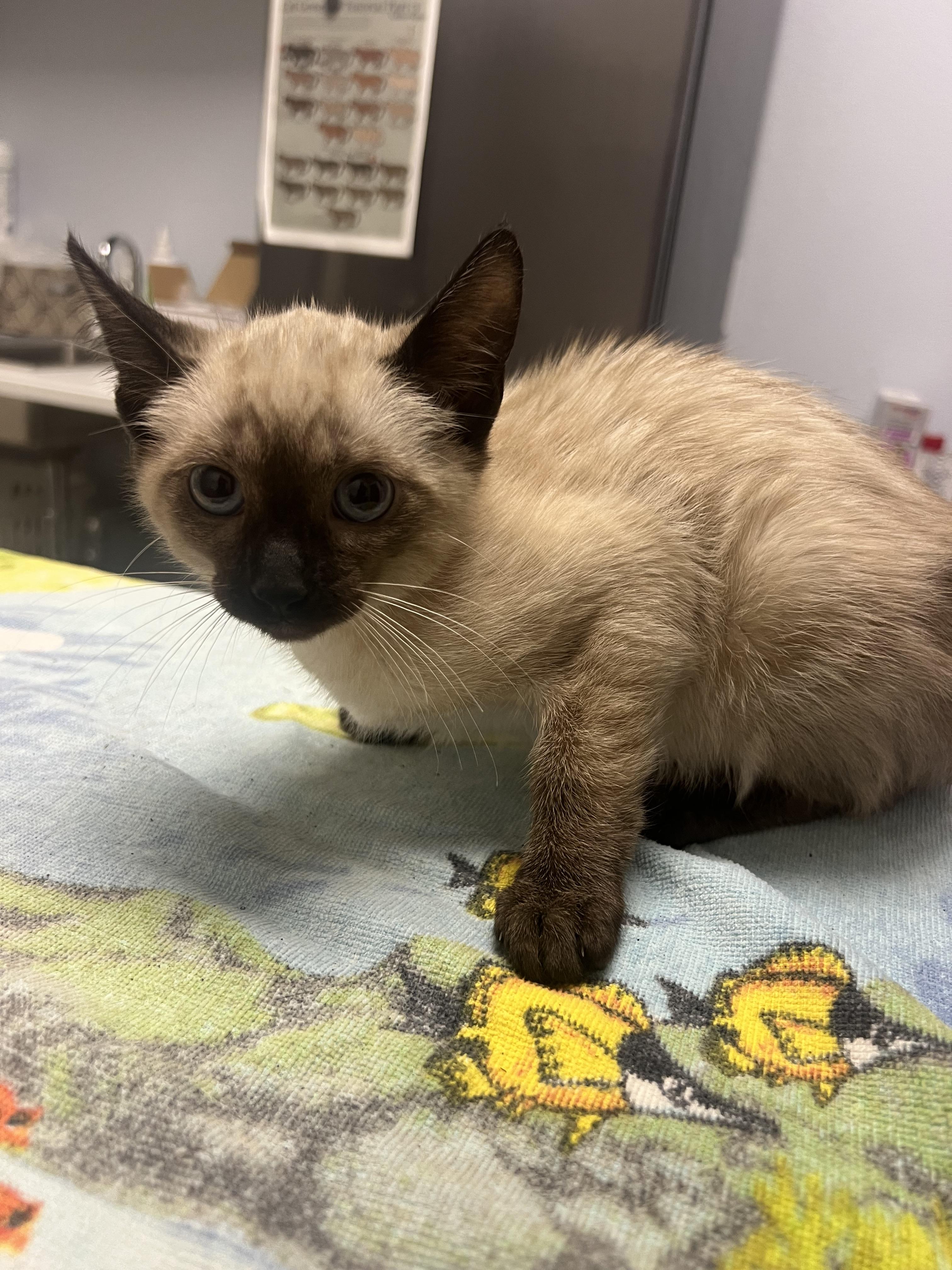 Jelly, Adopted, Young Female Siamese.