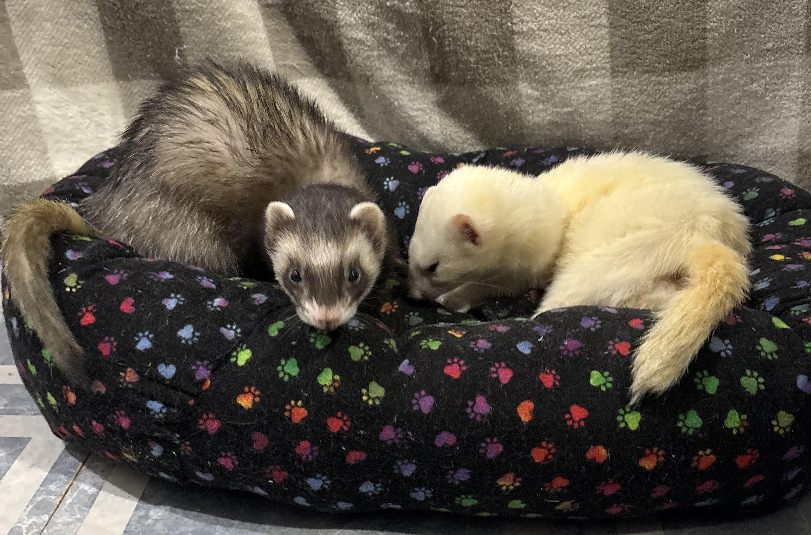 Enlarge ANNE and FRANK, an adopted Ferret in Grand Rapids, MI image 2/2