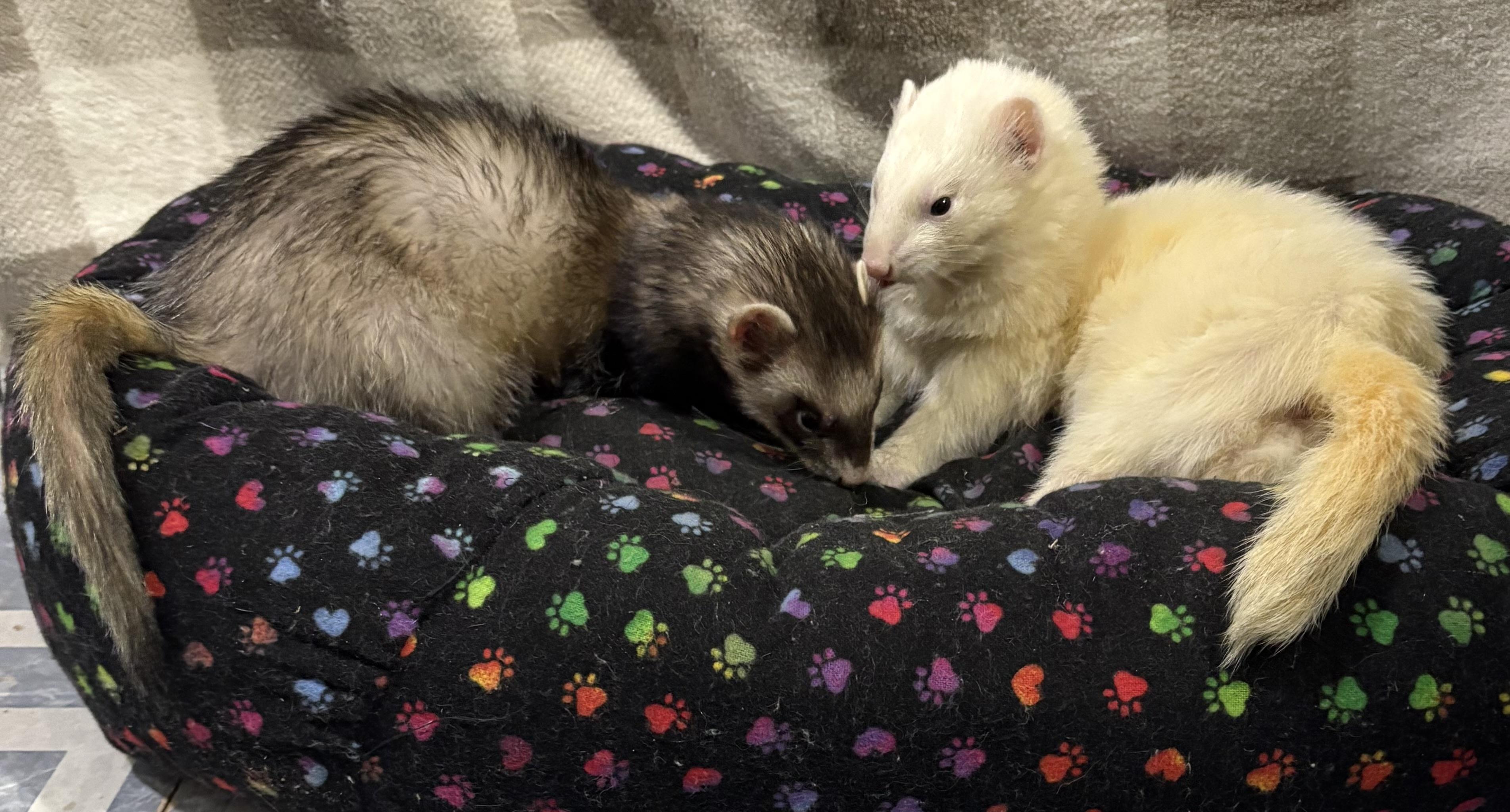 Enlarge ANNE and FRANK, an adopted Ferret in Grand Rapids, MI image 1/2