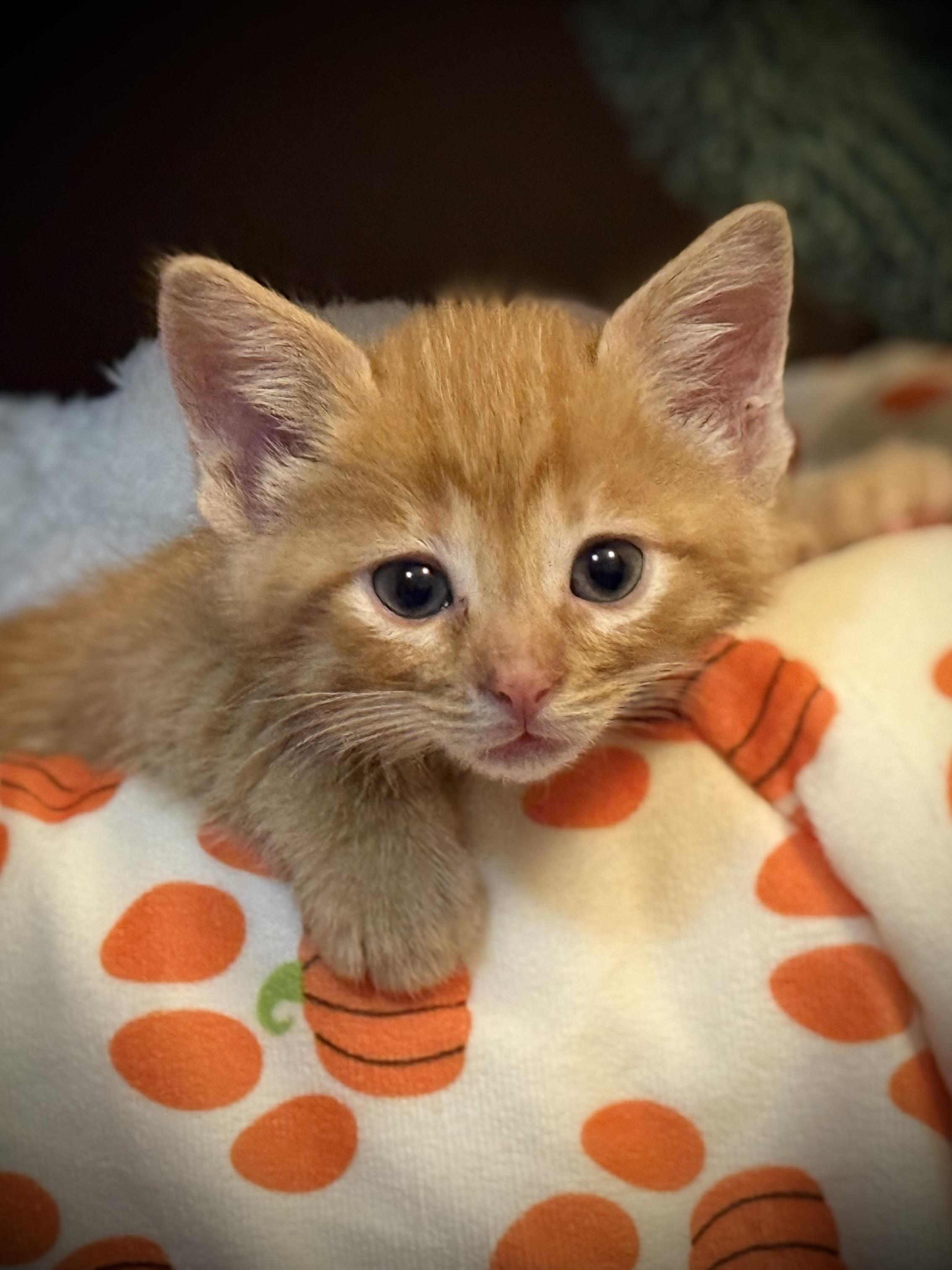 Twix, Adoptable, Kitten Male American Shorthair.