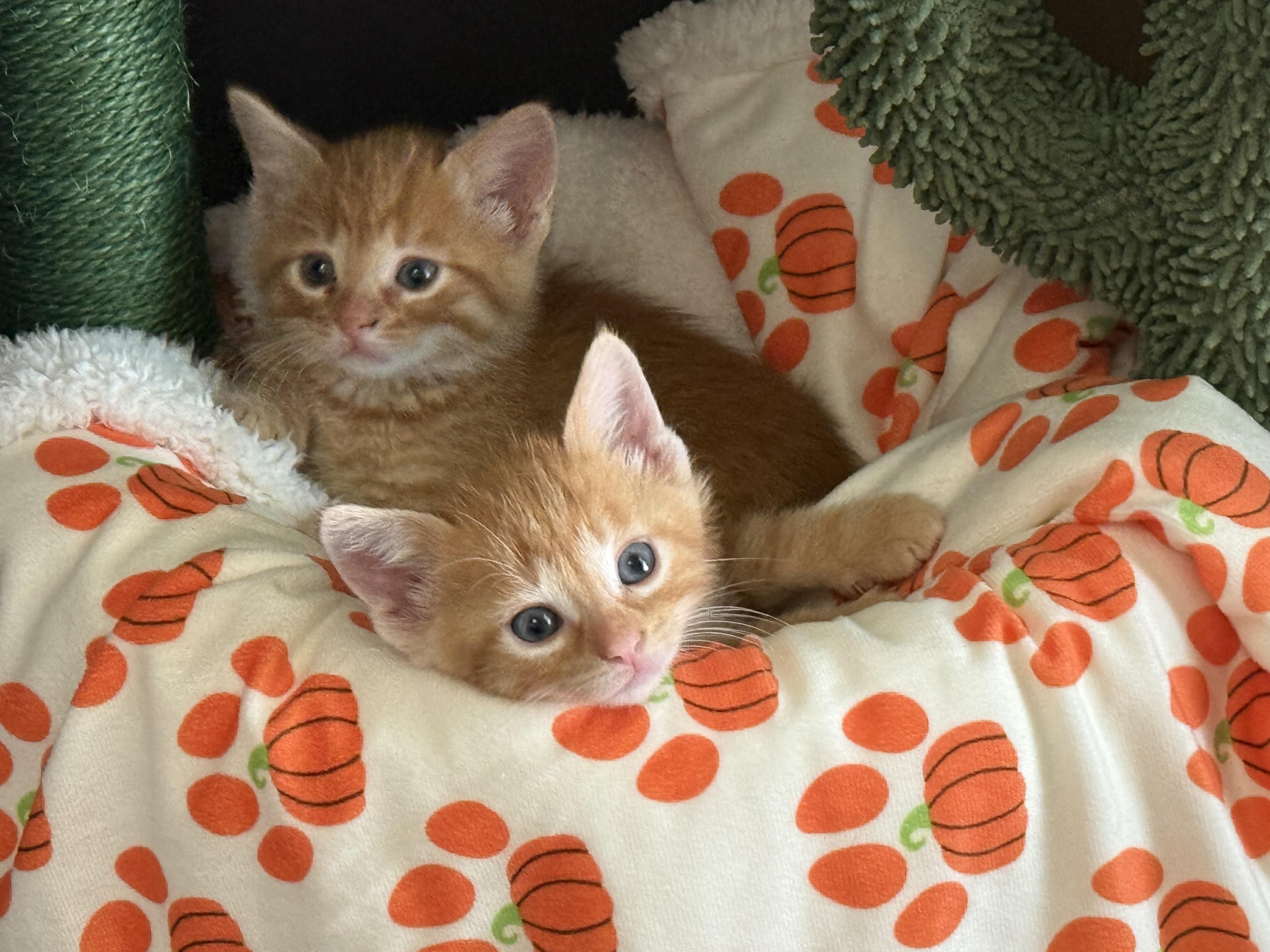 Enlarge Twix, a Adoptable American Shorthair in Port Washington, WI image 2/4