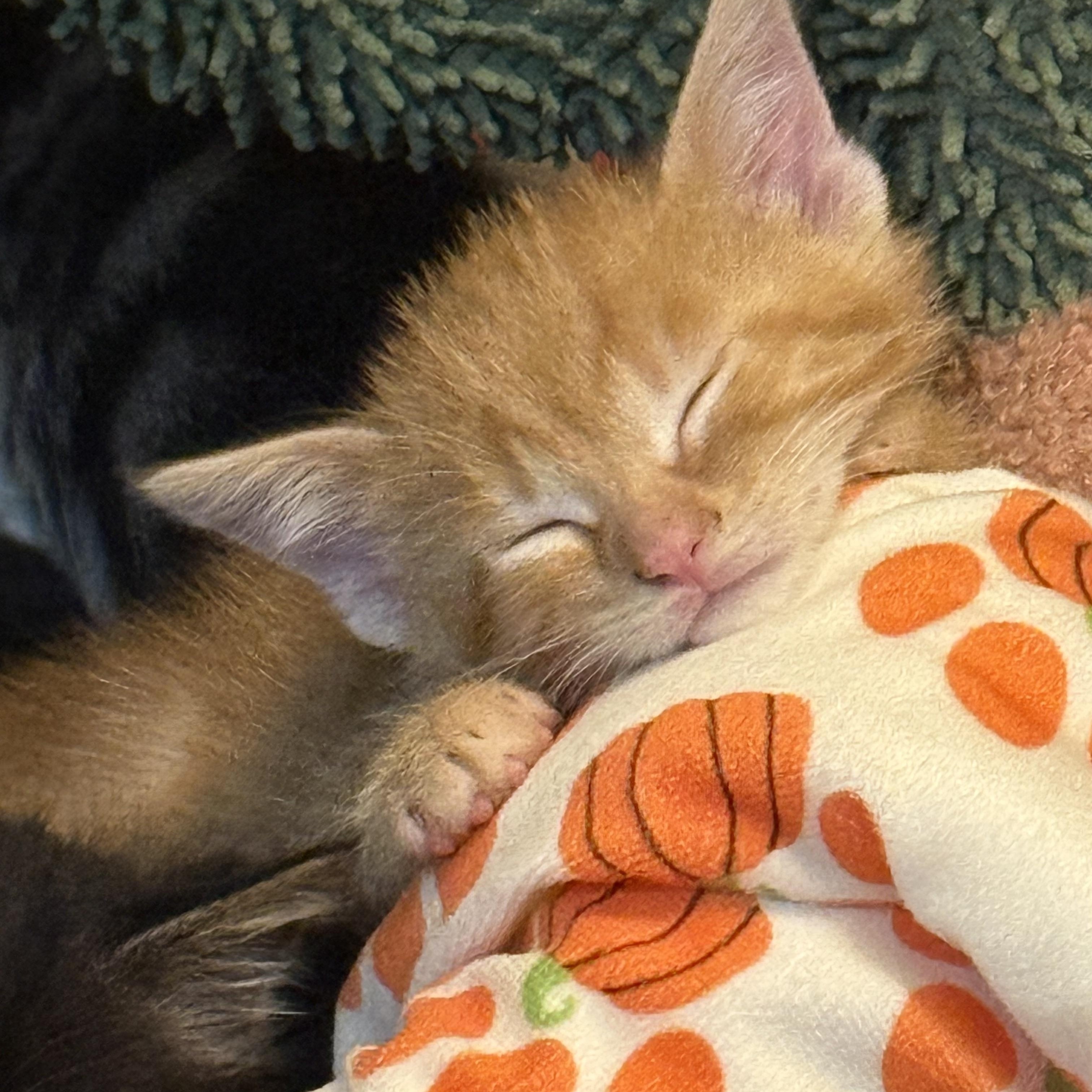 Enlarge Twix, a Adoptable American Shorthair in Port Washington, WI image 3/4
