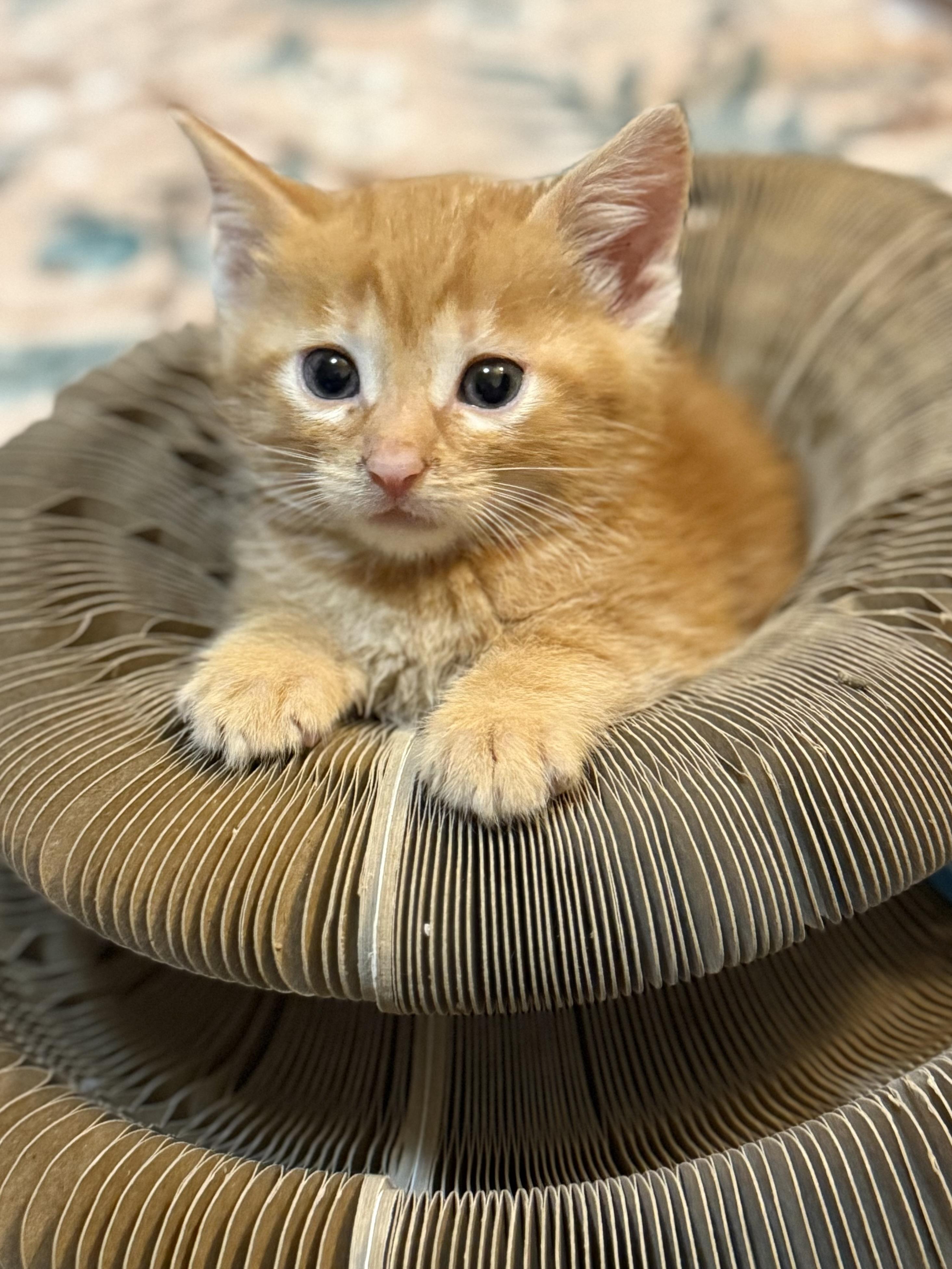 Enlarge Twix, a Adoptable American Shorthair in Port Washington, WI image 4/4