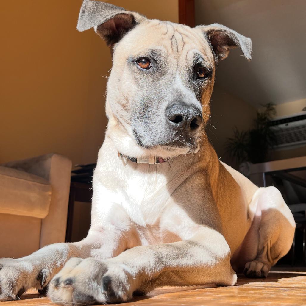 Putch, Adoptable, Adult Male Shepherd.