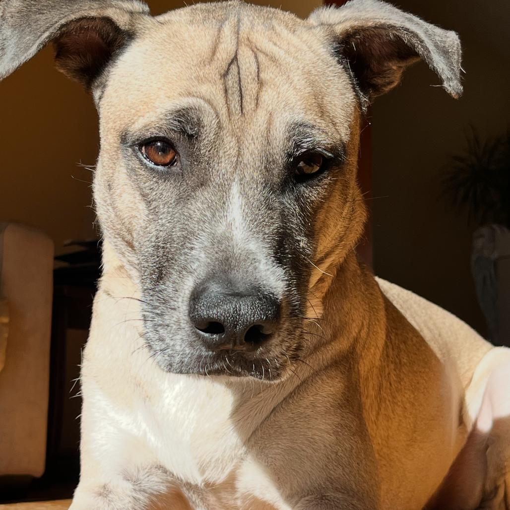 Enlarge Putch, a Adoptable mixed breed in Birdsboro, PA image 2/3