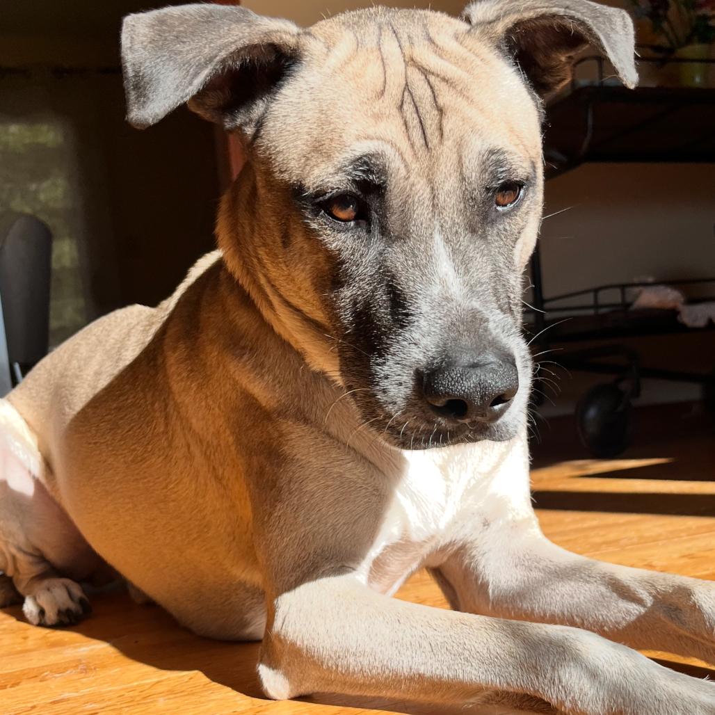 Enlarge Putch, a Adoptable mixed breed in Birdsboro, PA image 3/3