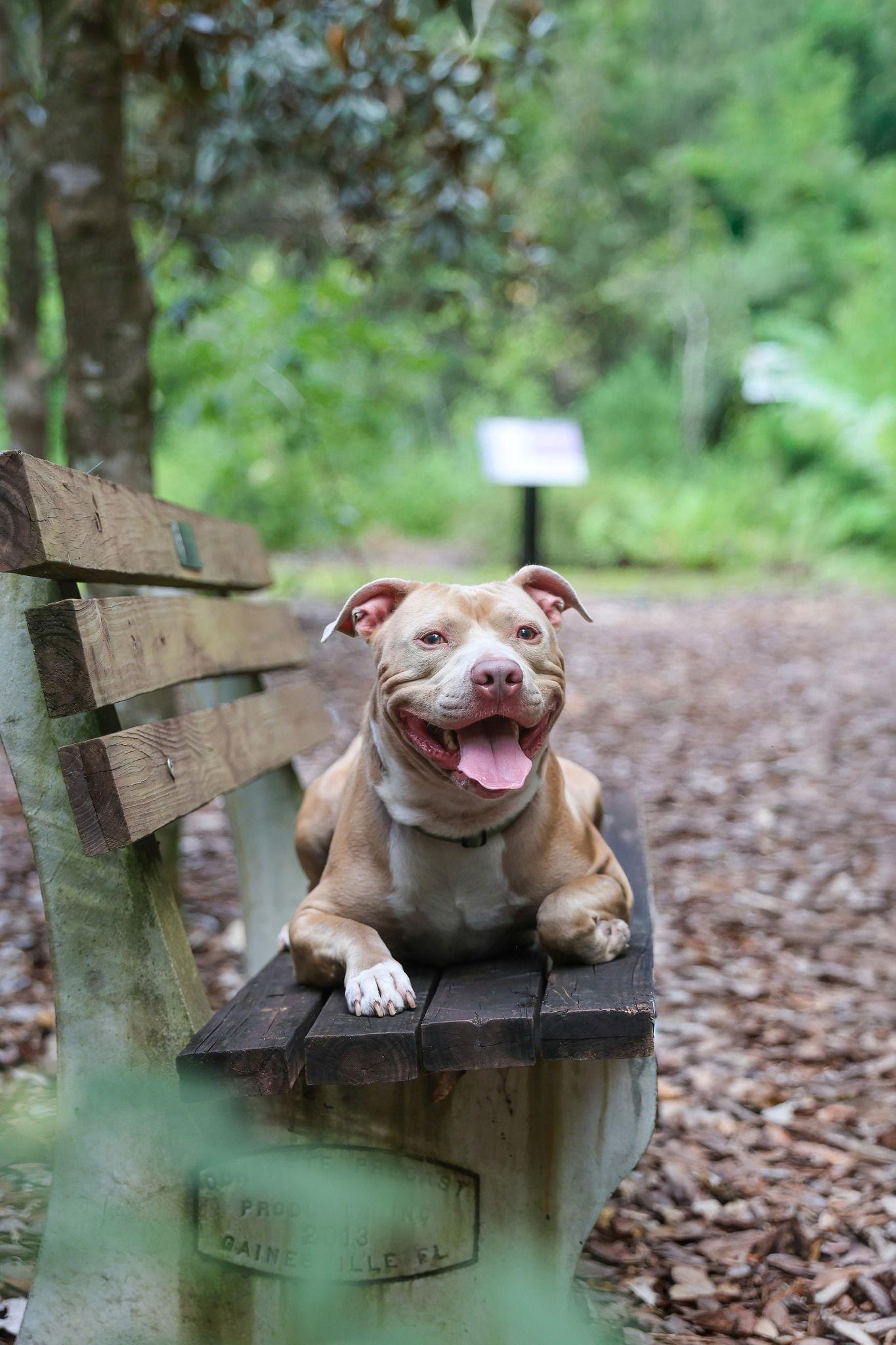 Enlarge Jango, a Adopted Mixed Breed in Gainesville, FL image 1/3