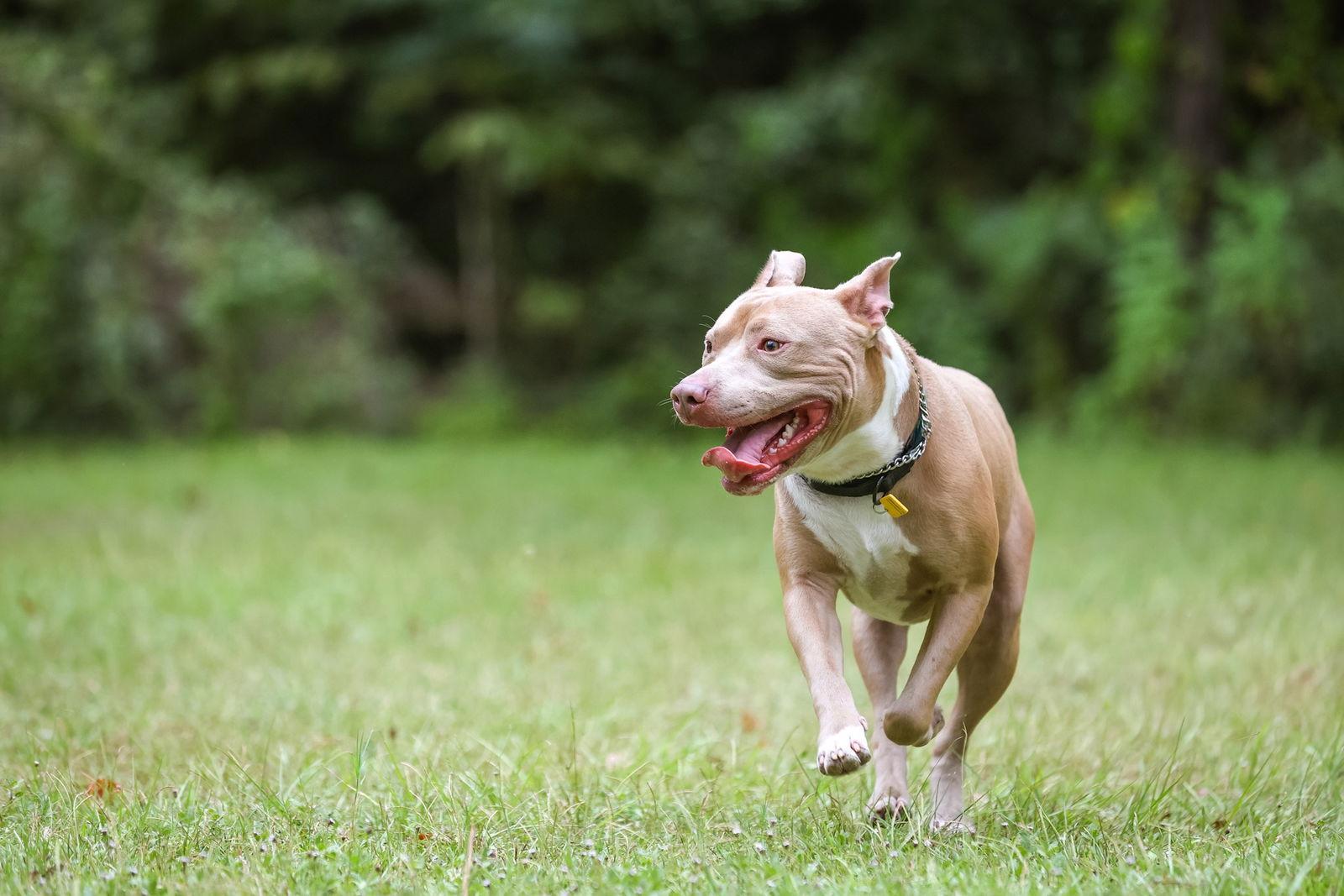 Enlarge Jango, a Adopted Mixed Breed in Gainesville, FL image 2/3