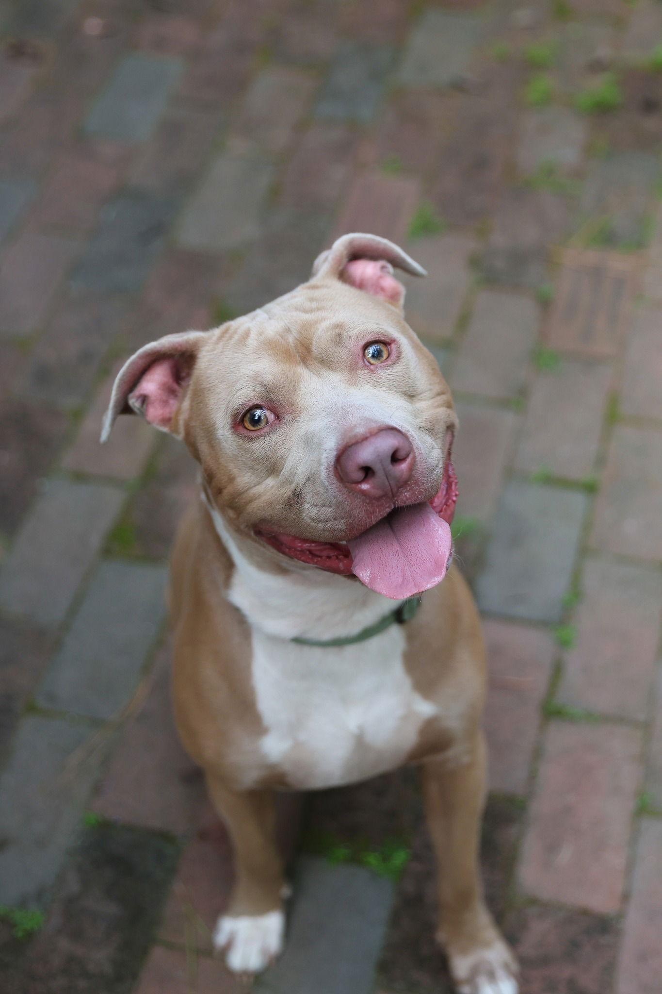 Enlarge Jango, a Adopted Mixed Breed in Gainesville, FL image 3/3