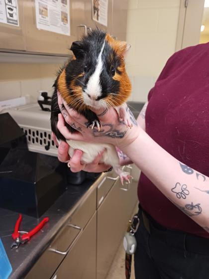 Mark, Adoptable, Young Male Guinea Pig & Guinea Pig.