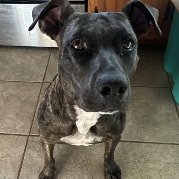 Enlarge Mimi, a Adoptable mixed breed in Happy, TX image 1/1