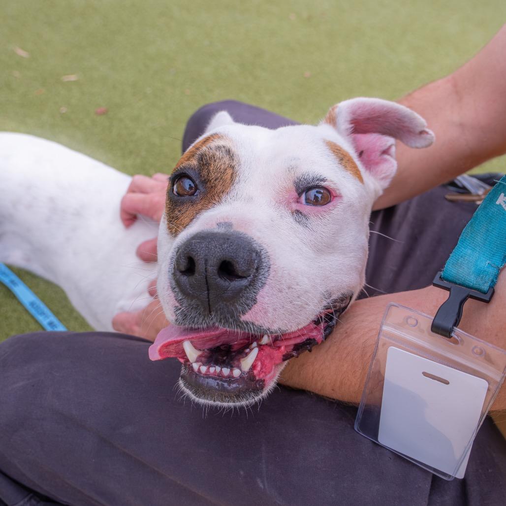 Rocket, Adoptable, Adult Male Pit Bull Terrier.