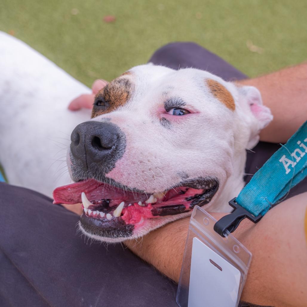 Enlarge Rocket, a Adoptable Pit Bull Terrier in Albuquerque, NM image 2/4