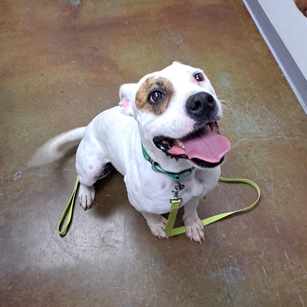 Enlarge Rocket, a Adoptable Pit Bull Terrier in Albuquerque, NM image 3/4