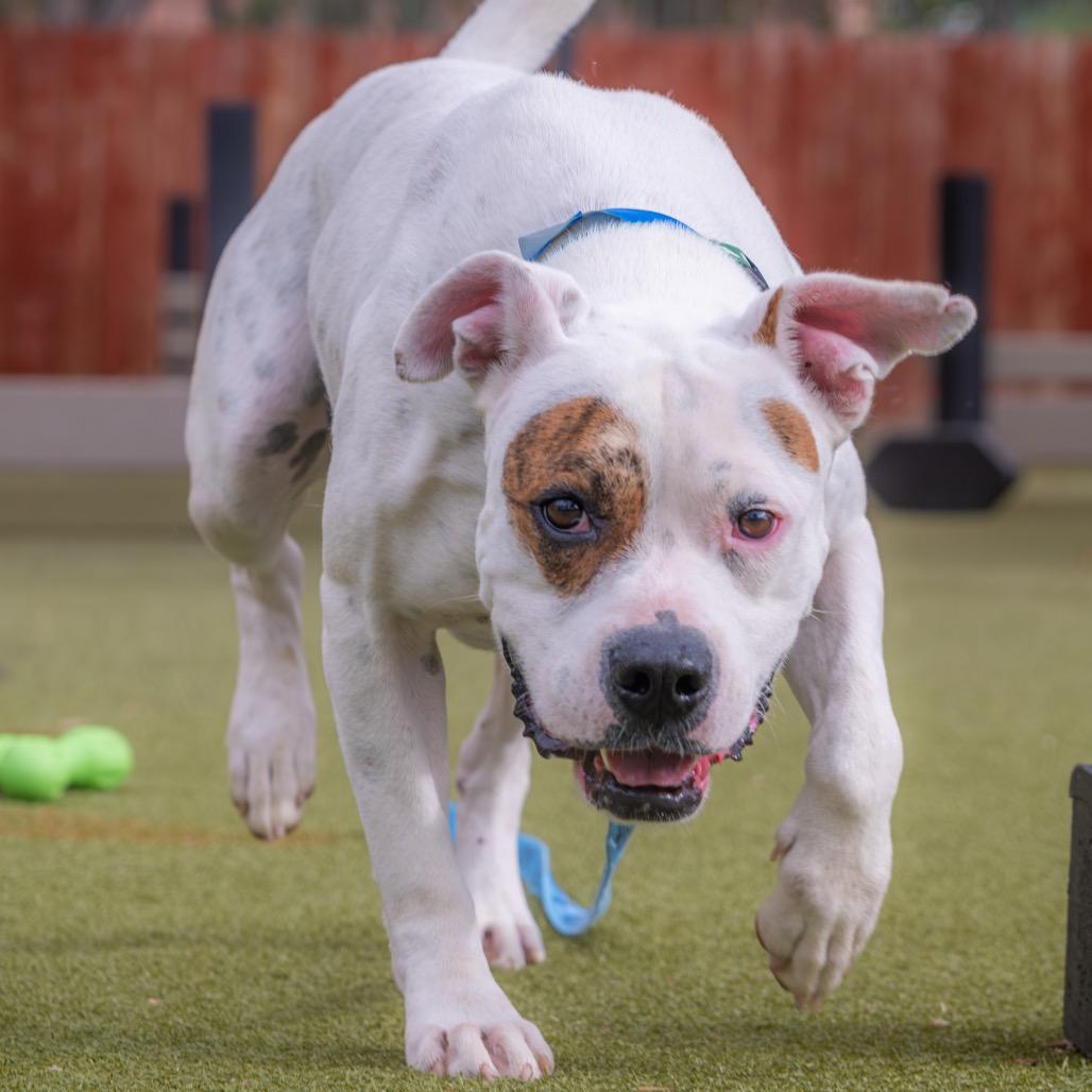 Enlarge Rocket, a Adoptable Pit Bull Terrier in Albuquerque, NM image 4/4