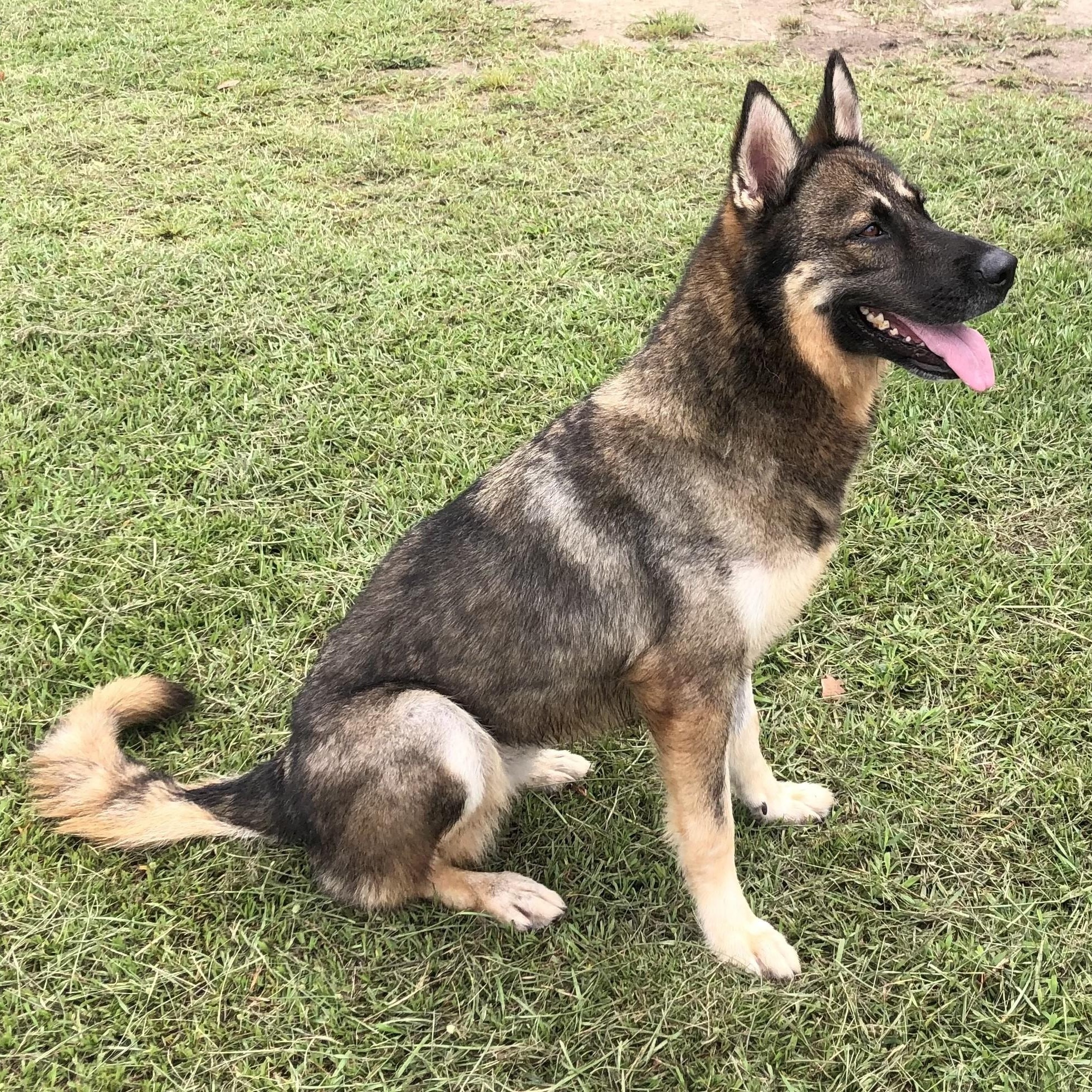 Enlarge Laura, a Adoptable mixed breed in Magnolia Springs, AL image 3/6