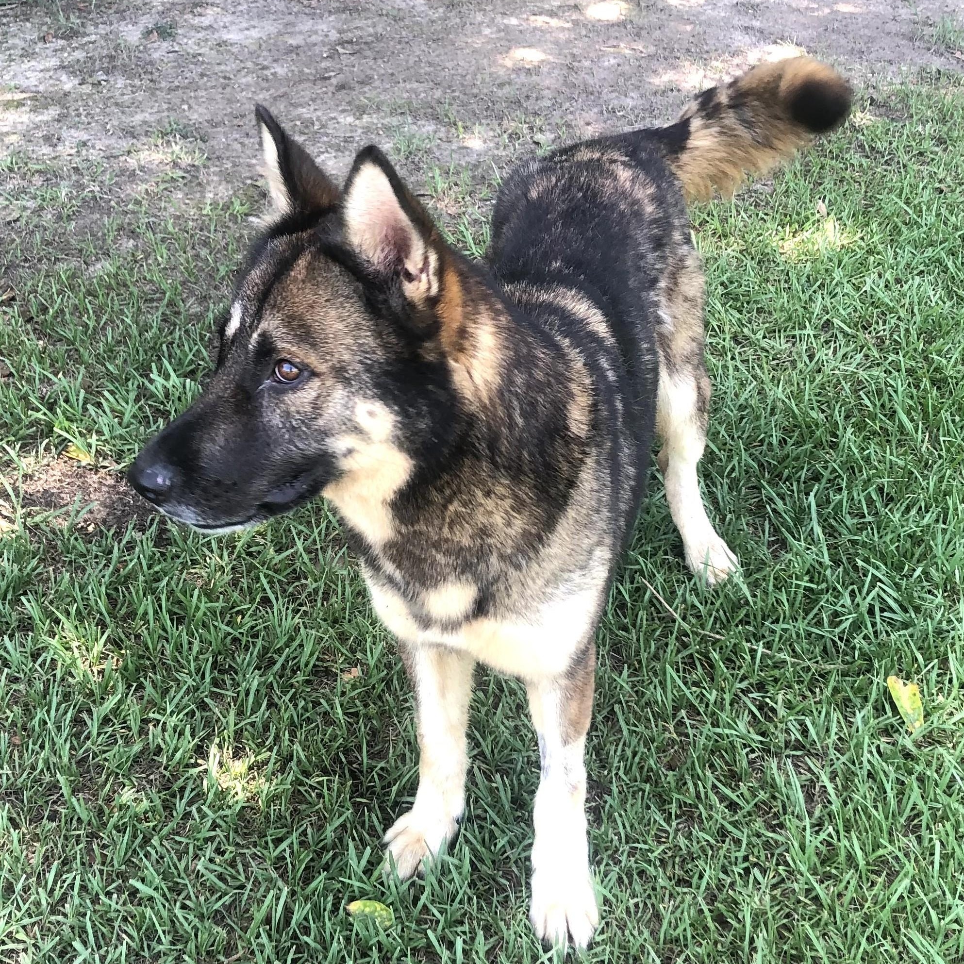 Enlarge Laura, a Adoptable mixed breed in Magnolia Springs, AL image 2/6