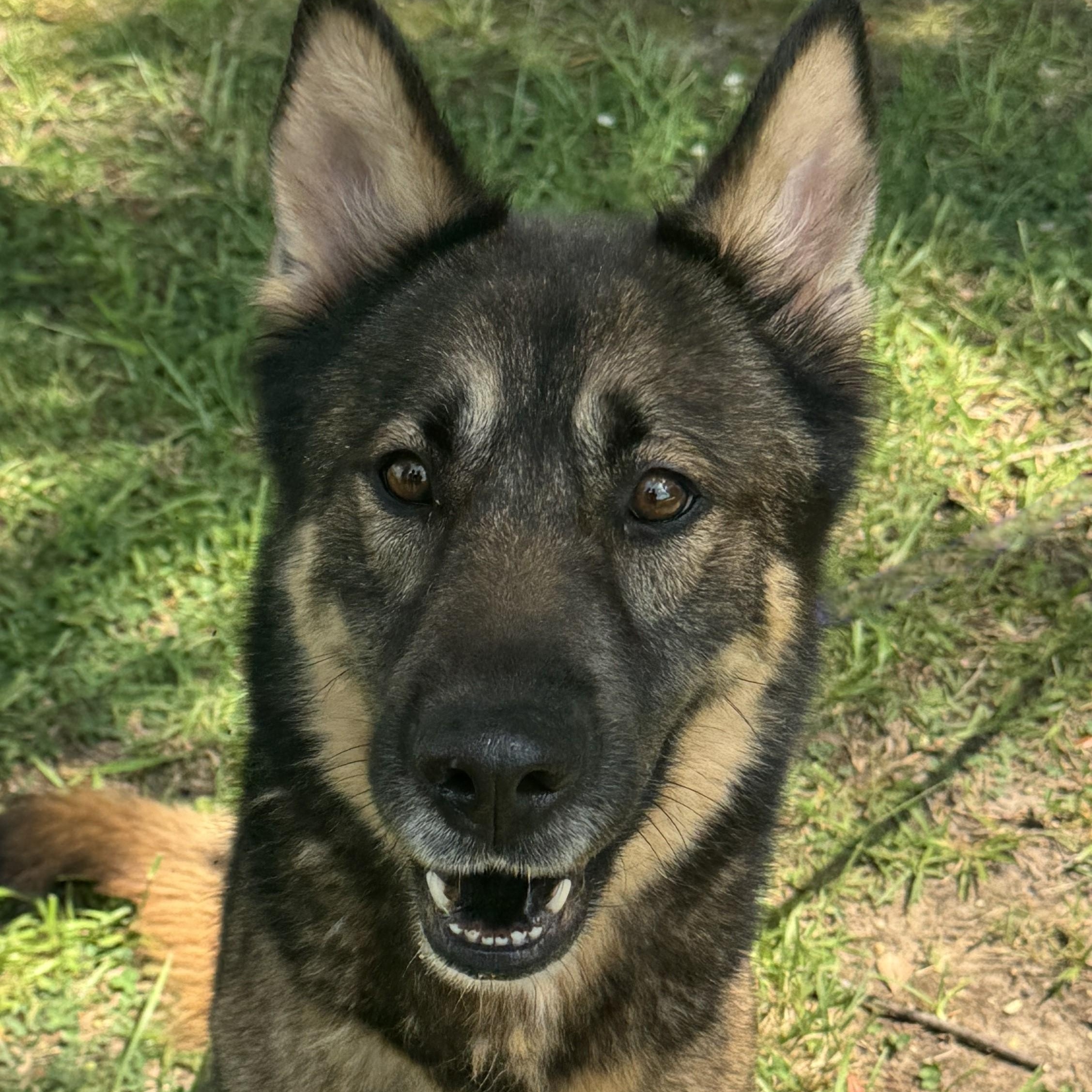 Enlarge Laura, a Adoptable mixed breed in Magnolia Springs, AL image 6/6