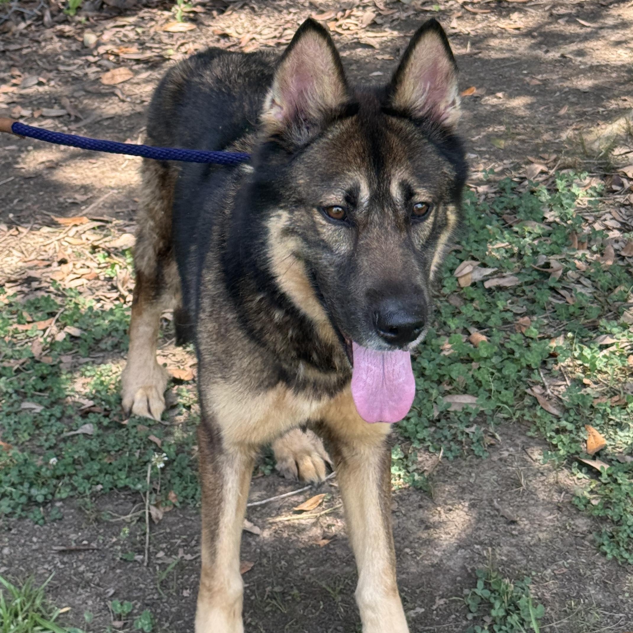 Enlarge Laura, a Adoptable mixed breed in Magnolia Springs, AL image 5/6