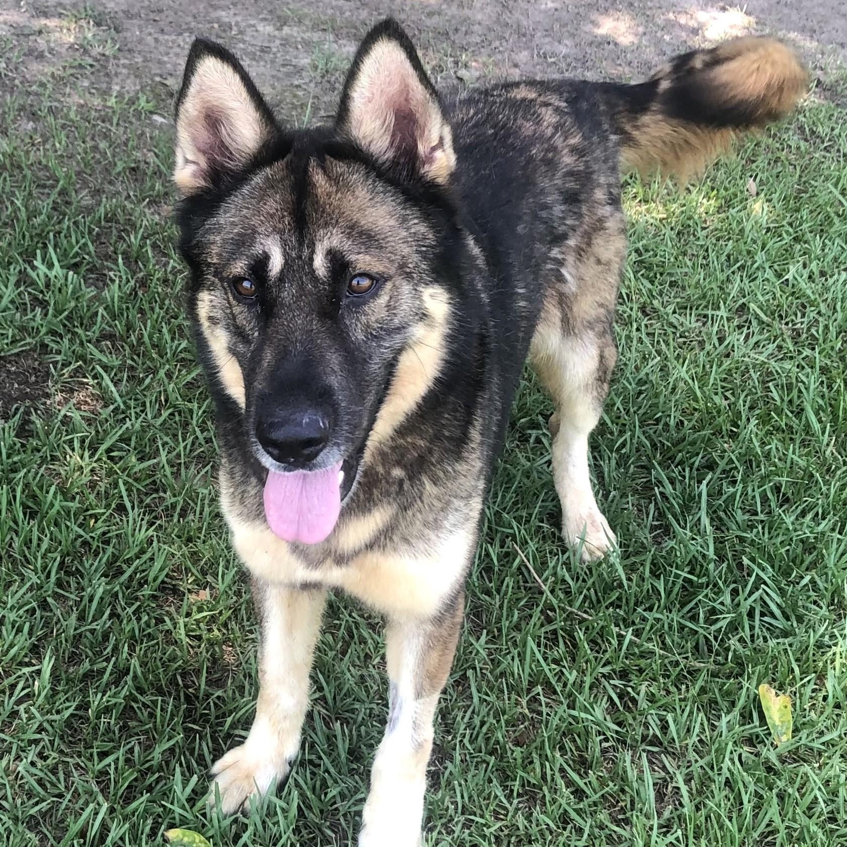 Laura, Adoptable, Adult Female German Shepherd Dog & Husky.