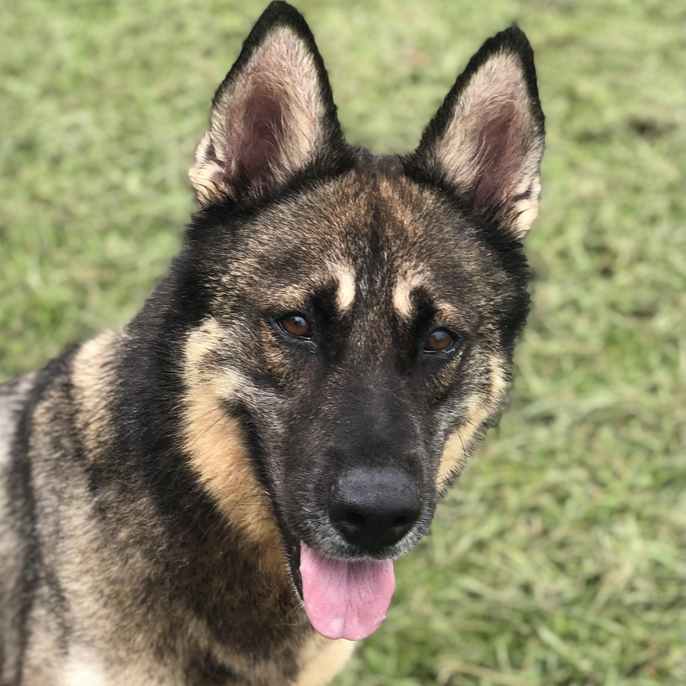 Enlarge Laura, a Adoptable mixed breed in Magnolia Springs, AL image 4/6