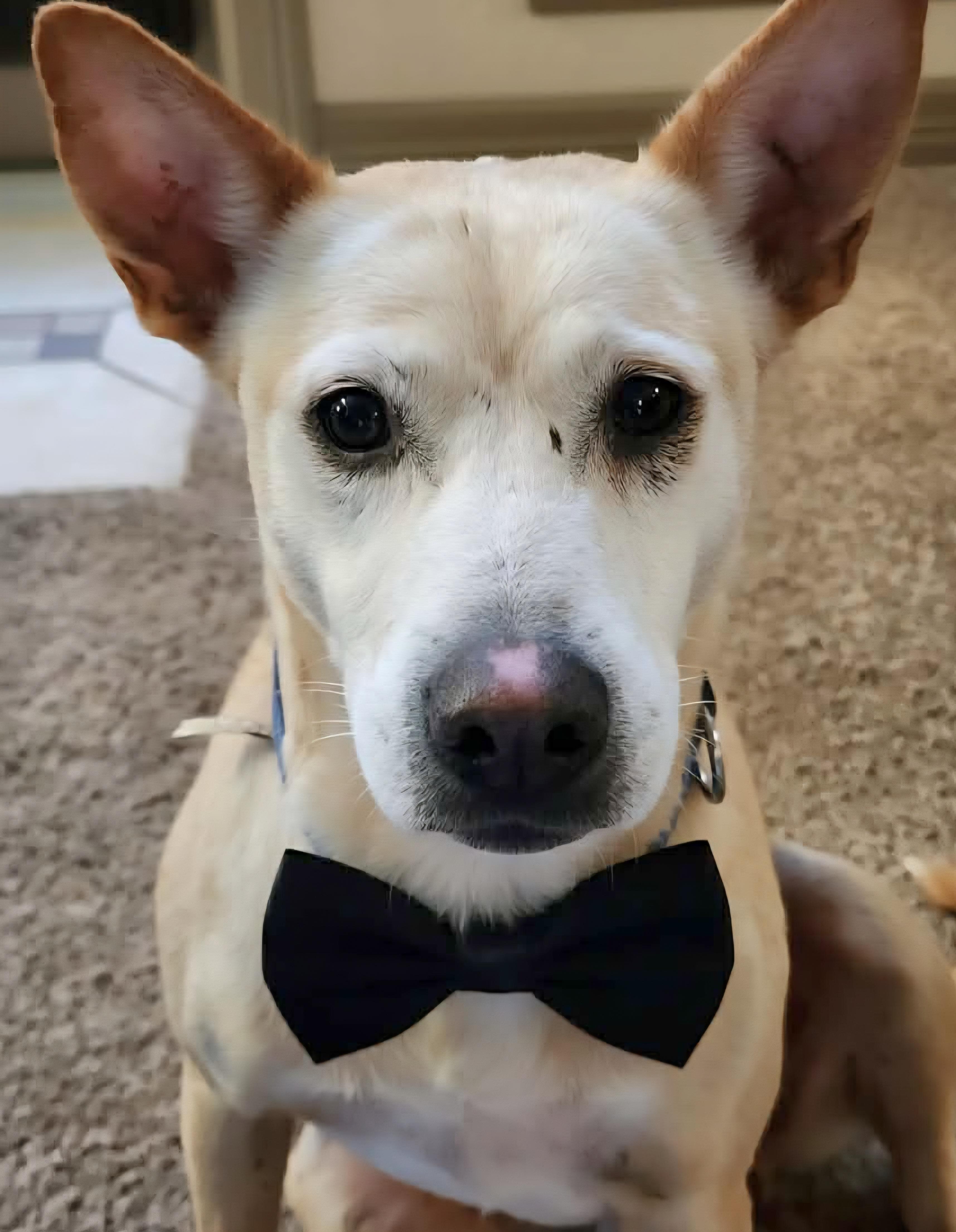 Rusty, Adoptable, Adult Male Labrador Retriever & Shepherd.