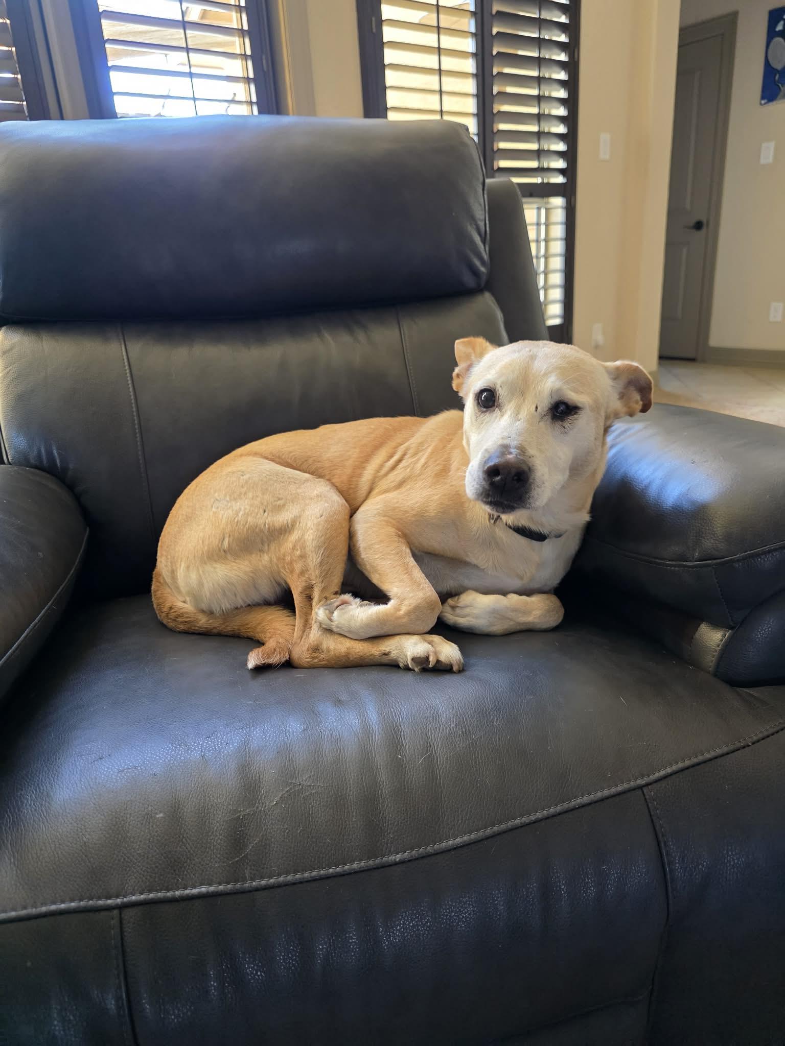 Rusty, a Adoptable mixed breed in Central Valley, NY image 6/6