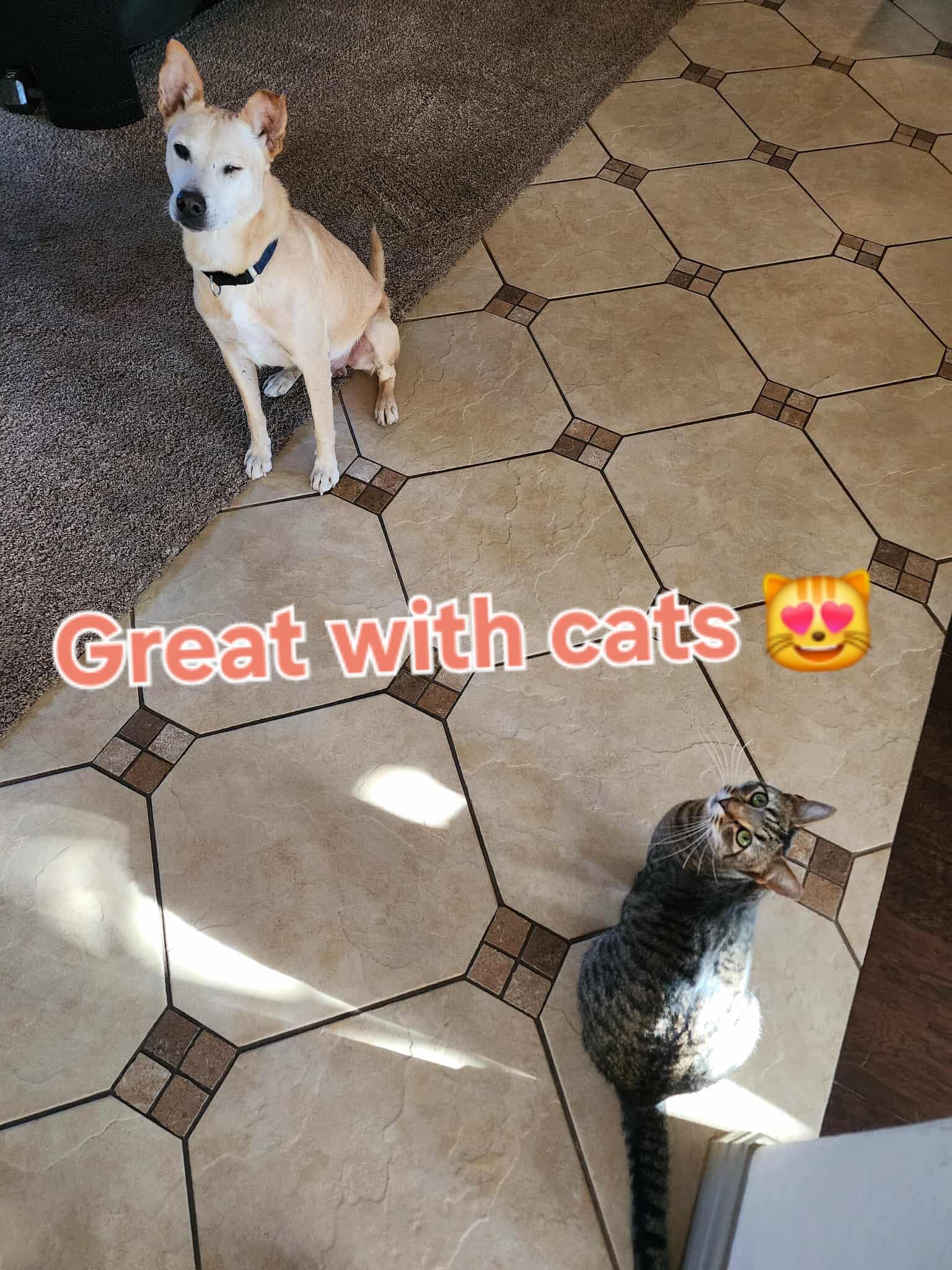 Enlarge Rusty, a Adoptable mixed breed in Princeton, NJ image 2/6